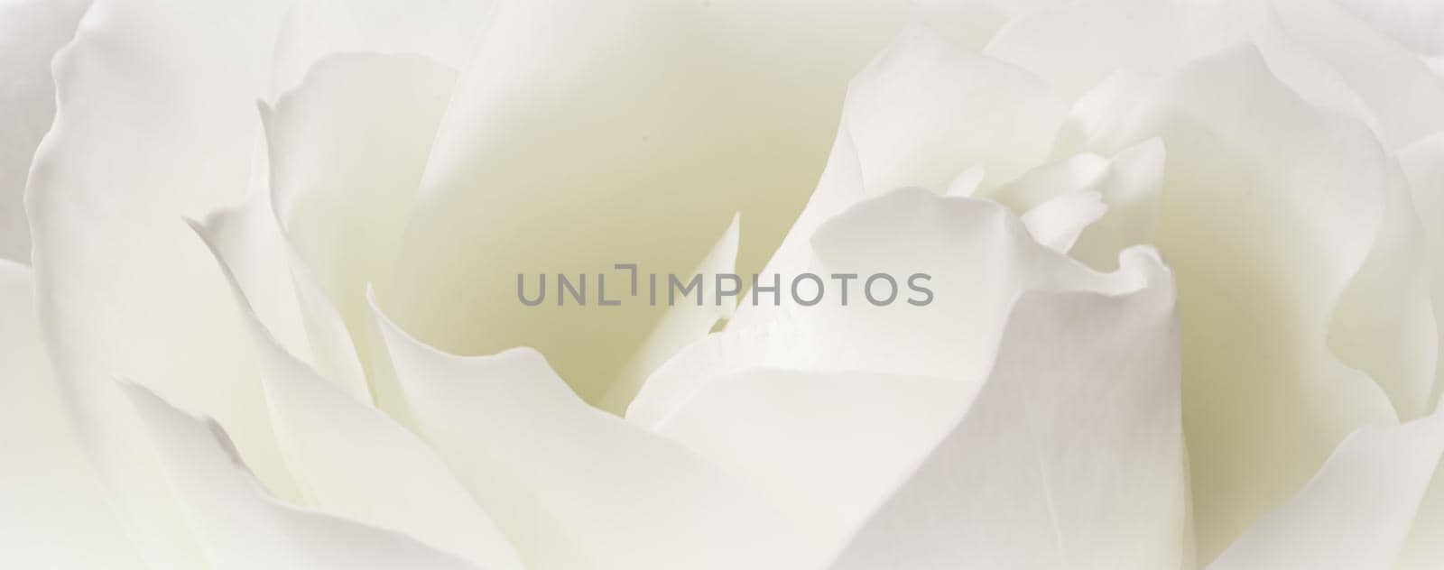 Abstract floral background, white rose flower petals. Macro flowers backdrop for holiday design. Soft focus by Olayola