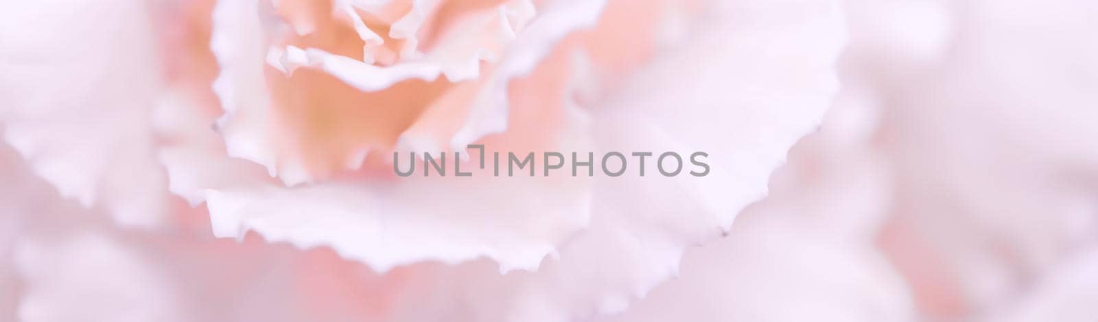 Abstract floral background, pale pink carnation flower. Macro flowers backdrop for holiday brand design by Olayola