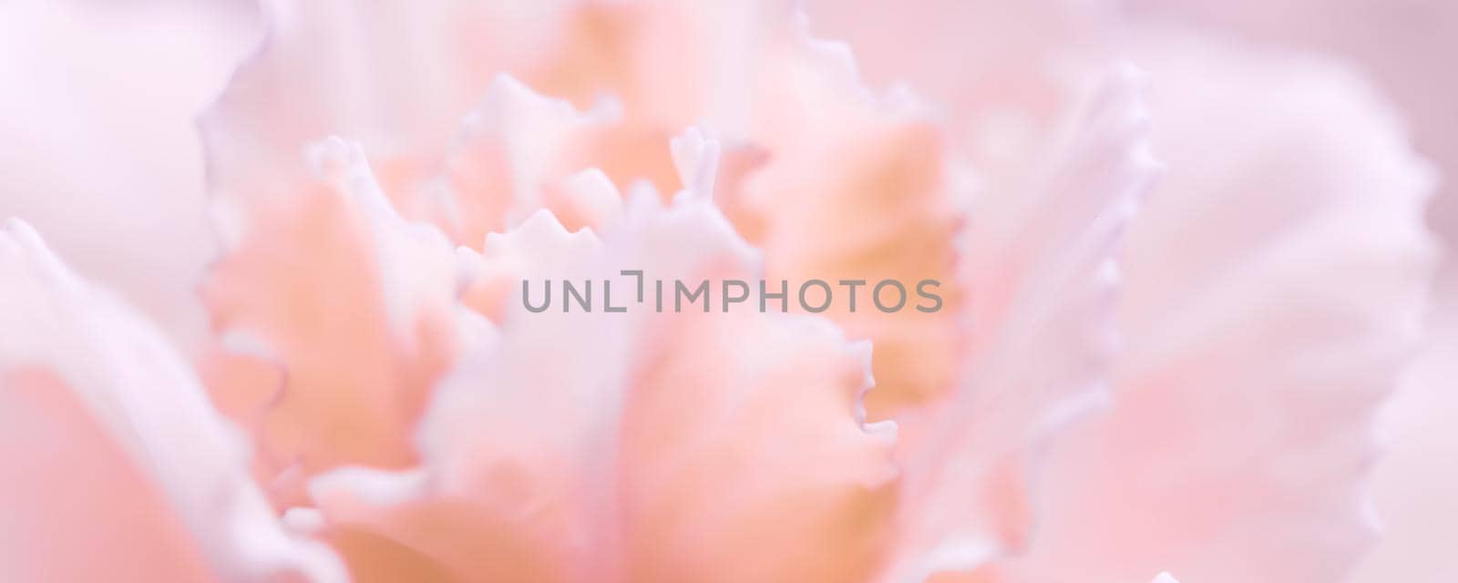 Abstract floral background, pale pink carnation flower. Macro flowers backdrop for holiday brand design by Olayola