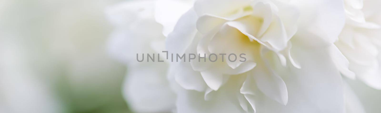 Abstract floral background, White terry Jasmine flower petals. Macro flowers backdrop for holiday brand design by Olayola