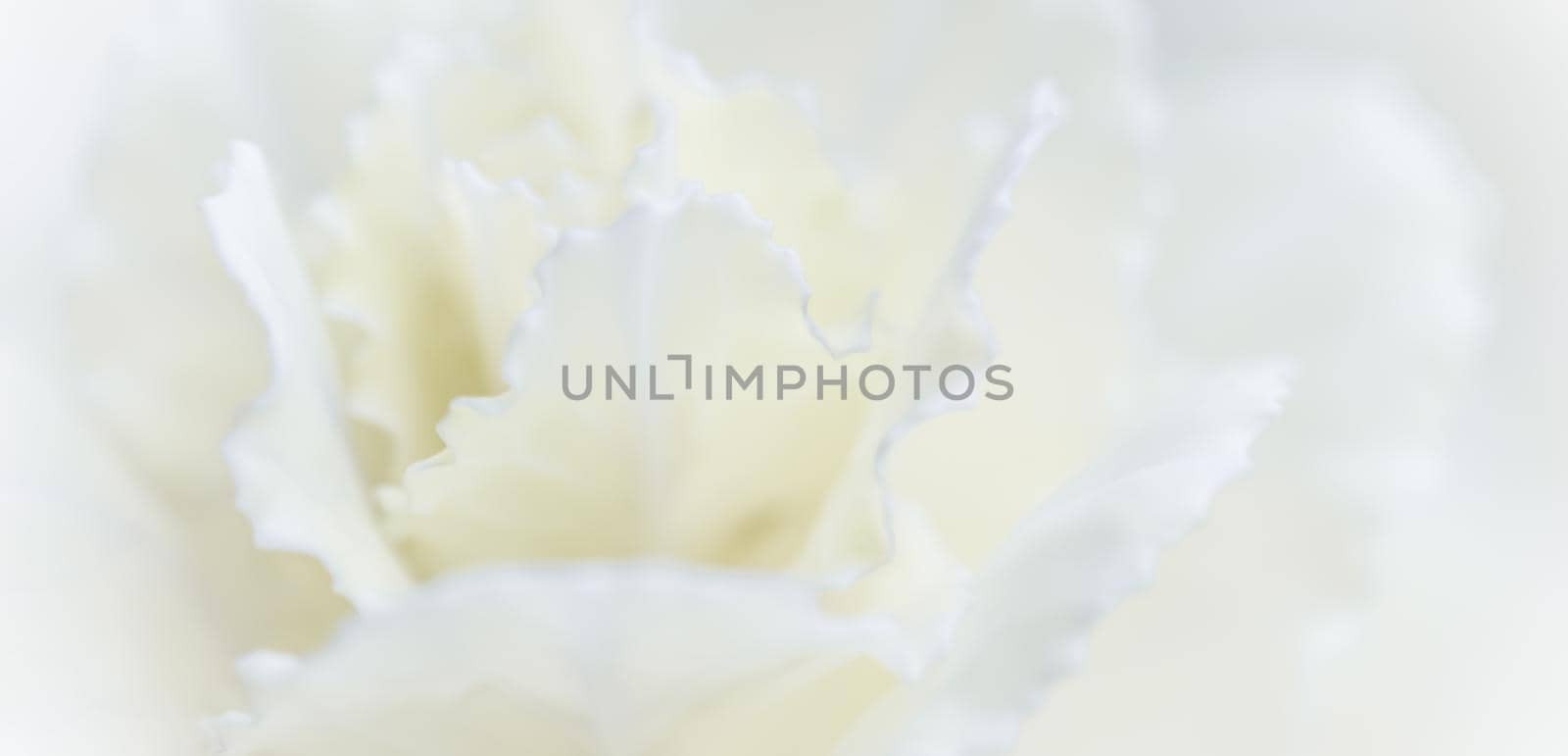 Retro art, vintage card and botanical concept - Abstract floral background, white carnation flower. Macro flowers backdrop for holiday brand design