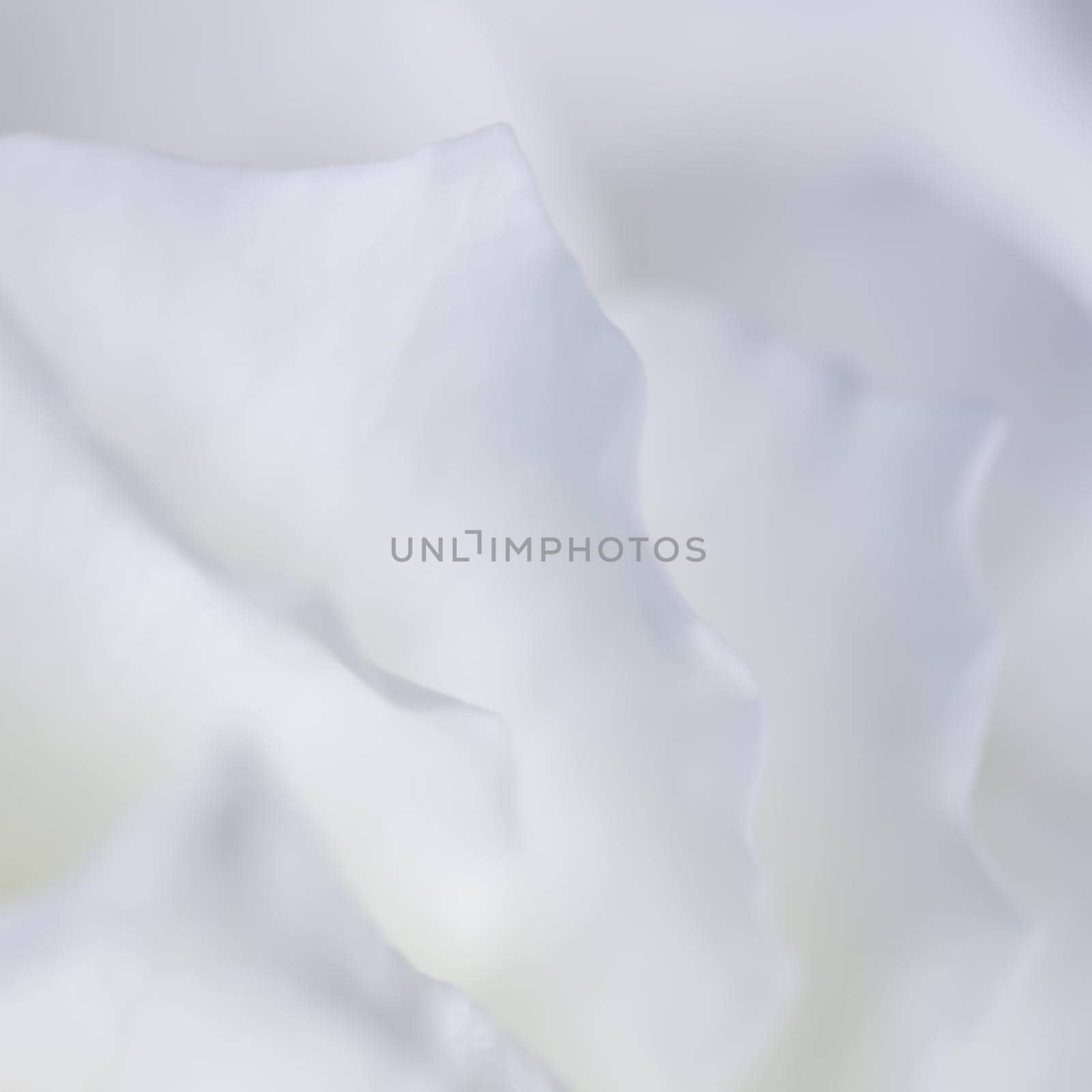 Abstract floral background, white rose flower petals. Macro flowers backdrop for holiday design. Soft focus by Olayola