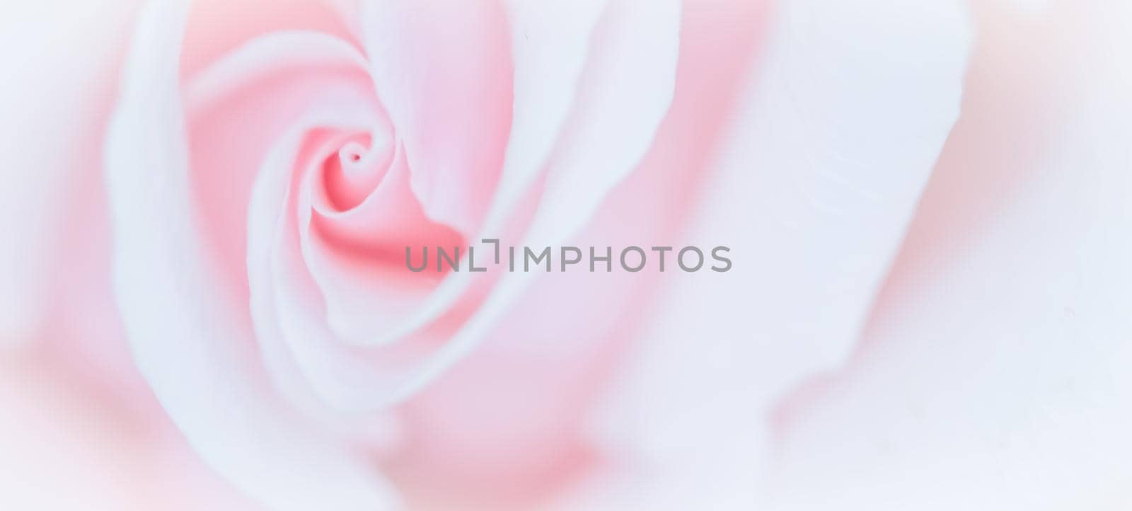 Soft focus, abstract floral background, pink rose flower. Macro flowers backdrop for holiday brand design by Olayola