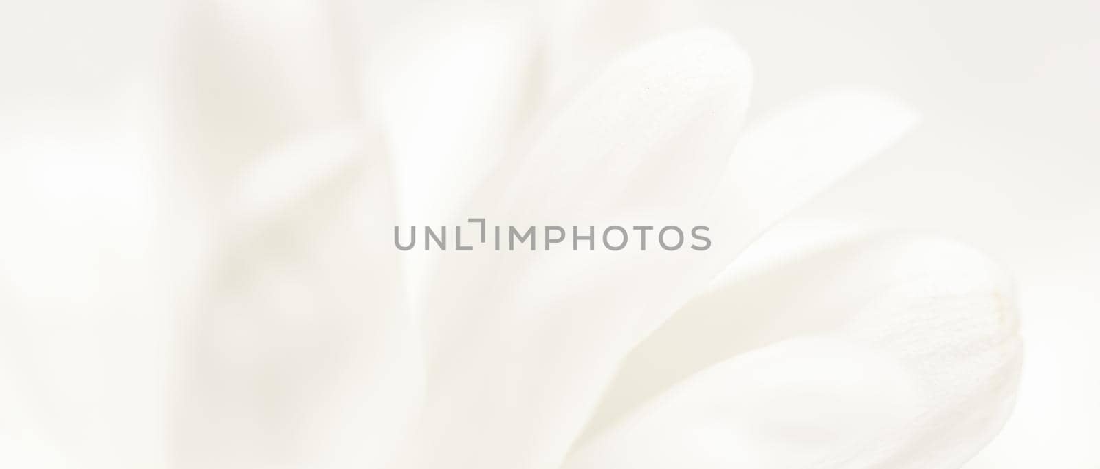 Abstract floral background, white chrysanthemum flower petals. Macro flowers backdrop for holiday brand design by Olayola