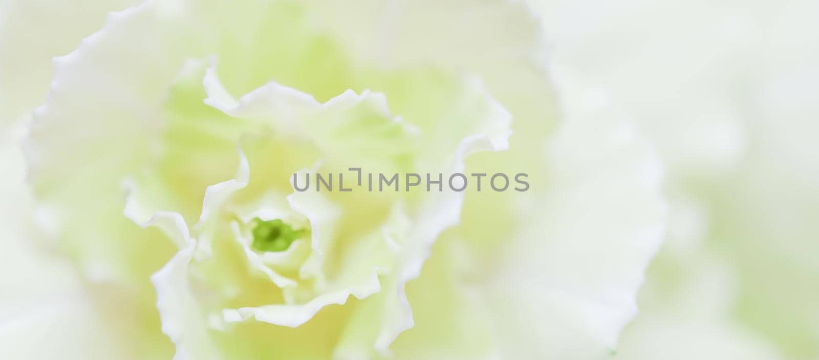 Abstract floral background, pale yellow carnation flower. Macro flowers backdrop for holiday brand design by Olayola