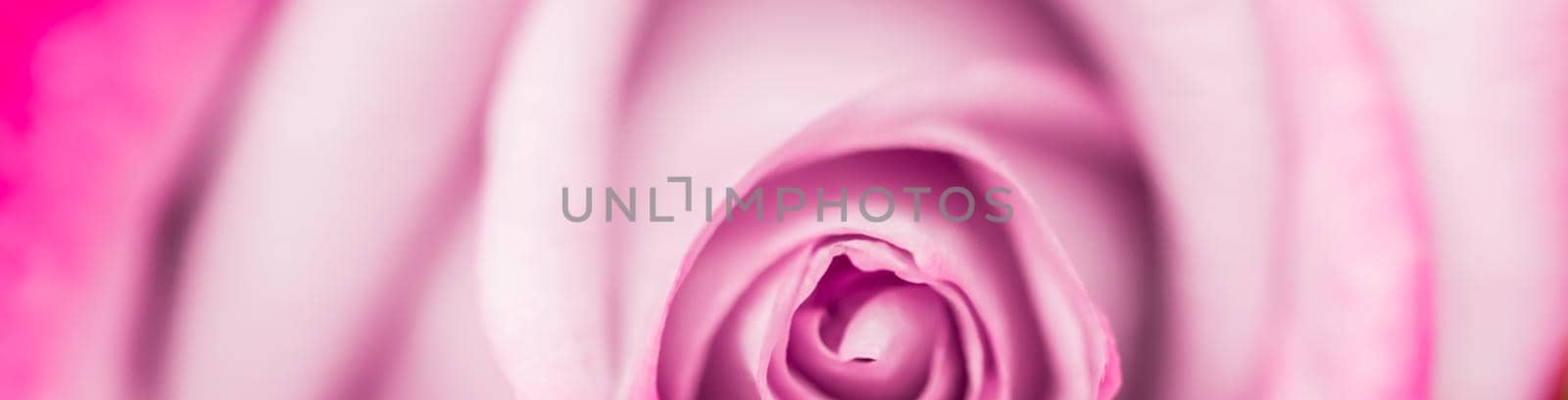 Soft focus, abstract floral background, purple rose flower. Macro flowers backdrop for holiday brand design by Olayola