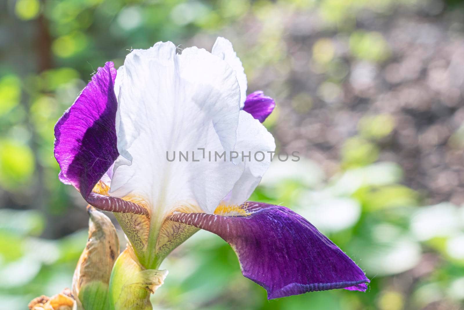 a blooming iris flower on a beautiful background. High quality photo