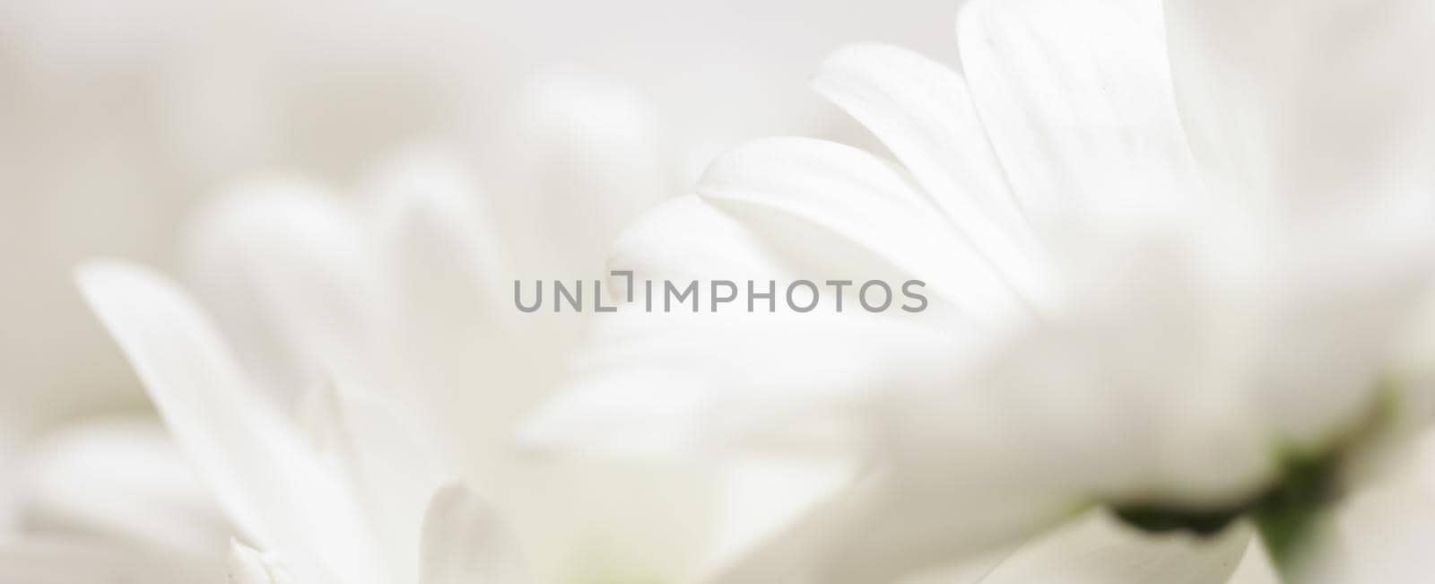 Abstract floral background, white chrysanthemum flower petals. Macro flowers backdrop for holiday brand design by Olayola
