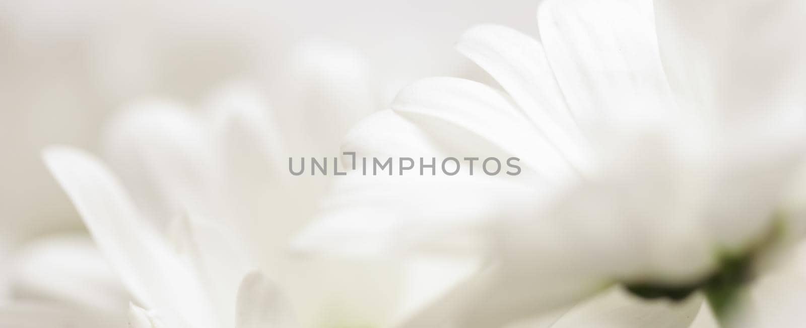 Soft focus, retro art, vintage card and botanical concept - Abstract floral background, white chrysanthemum flower petals. Macro flowers backdrop for holiday brand design