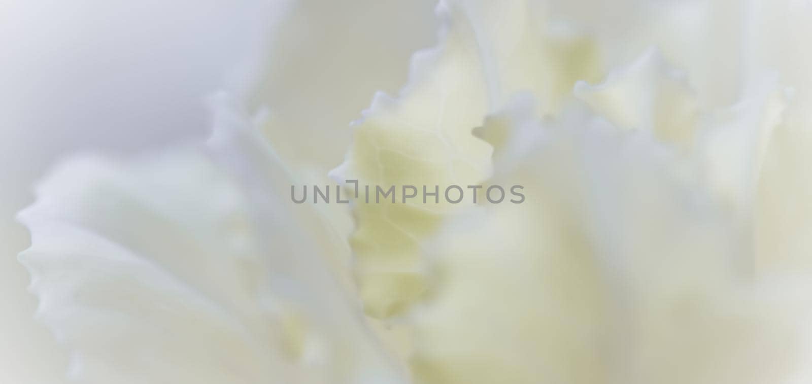 Retro art, vintage card and botanical concept - Abstract floral background, white carnation flower. Macro flowers backdrop for holiday brand design