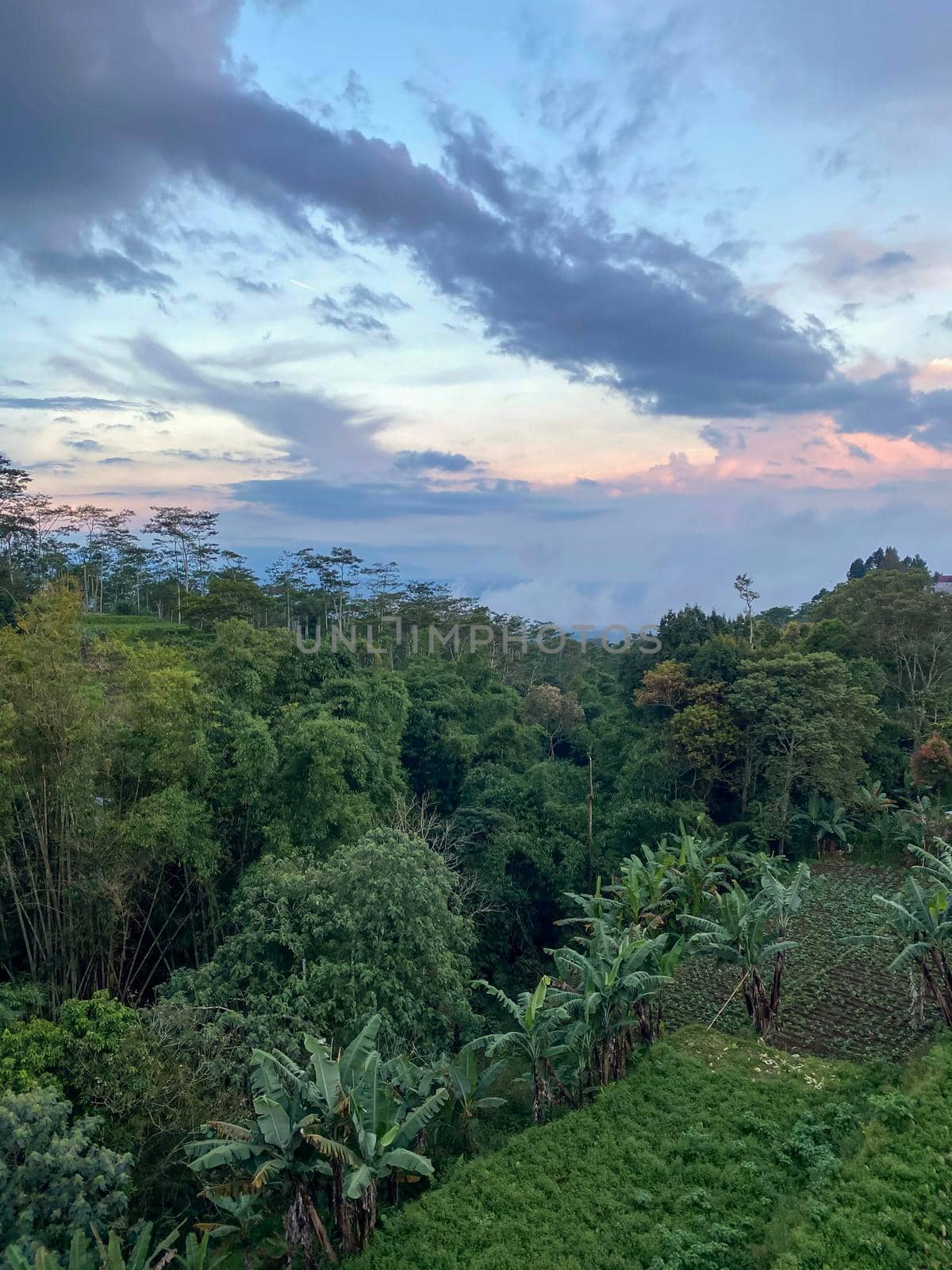 Tegallalang Rice Terraces, Bali, Indonesia - stock photo by kaliaevaen