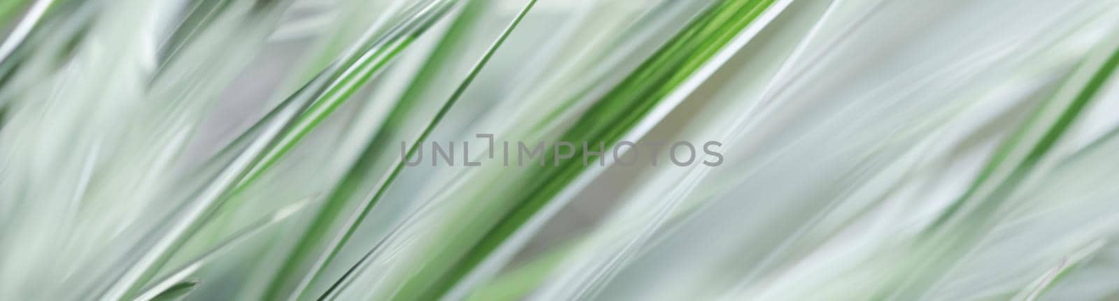 Decorative green and white striped grass. Arrhenatherum elatius bulbosum variegatum. Soft focus. Natural background.