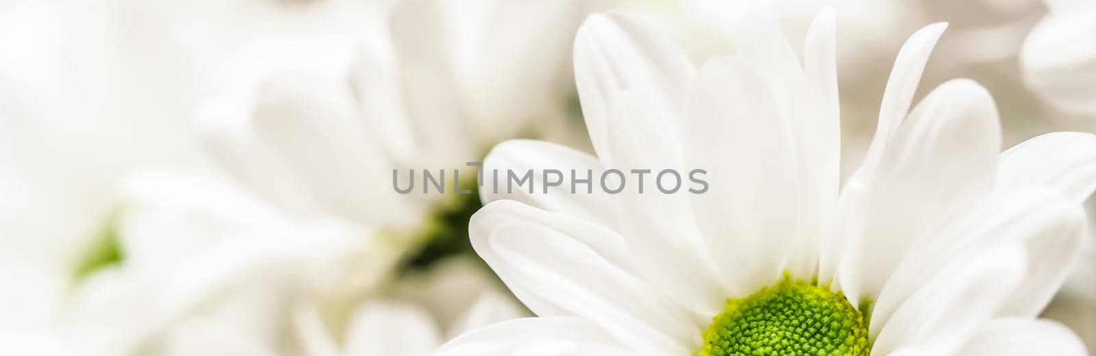 Abstract floral background, white chrysanthemum flower petals. Macro flowers backdrop for holiday brand design by Olayola