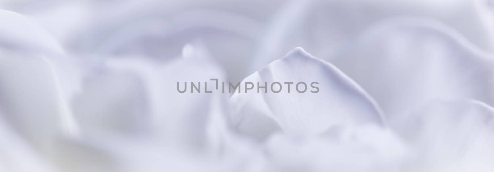 Abstract floral background, white rose flower petals. Macro flowers backdrop for holiday design. Soft focus.