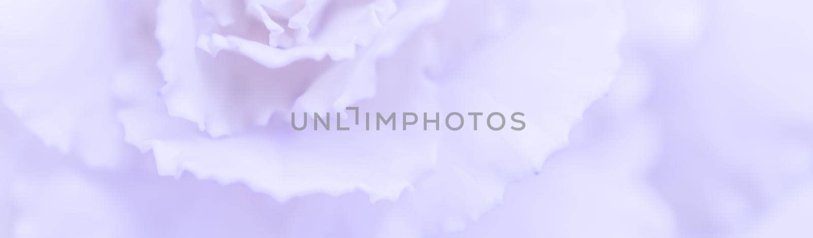 Abstract floral background, pale violet carnation flower. Macro flowers backdrop for holiday brand design by Olayola