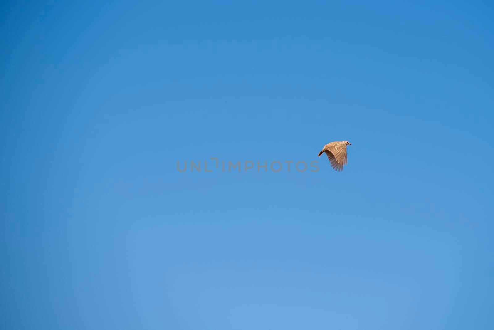 Crested Lark, Galerida Cristata, flying in the blue sky. High quality photo