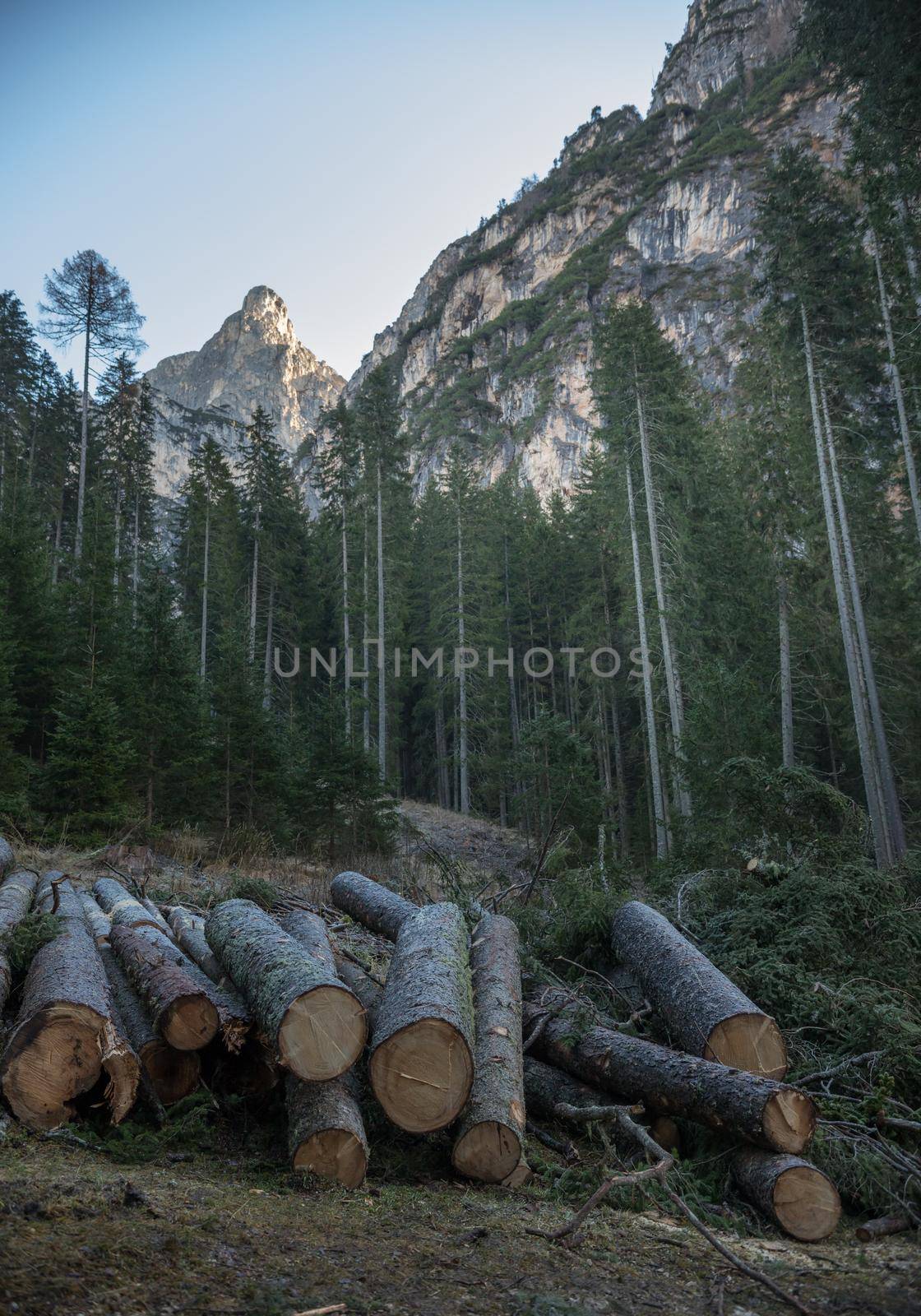 Nature. A green forest and sawn logs on the ground. Vertical shot