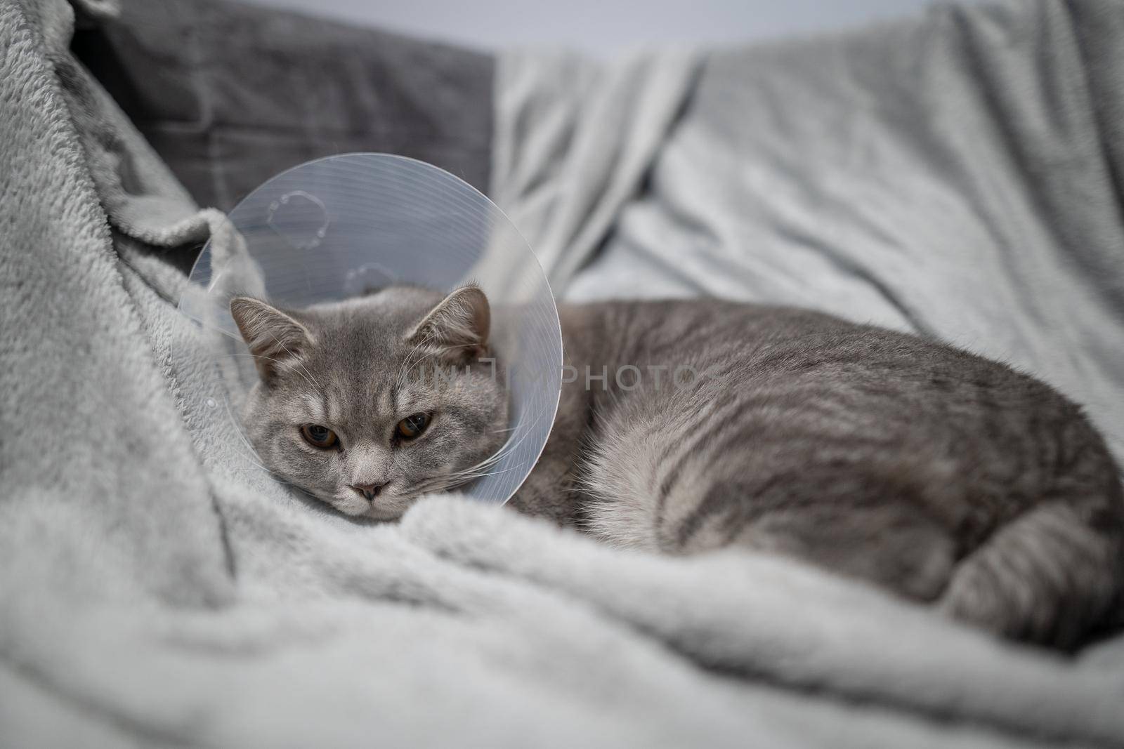 Tired cat gray Scottish Straight breed resting with veterinairy cone after surgery at home on the couch. Animal healthcare concept. After surgery cat's recovery in or E-Collar. Elizabethan Collar by Tomashevska