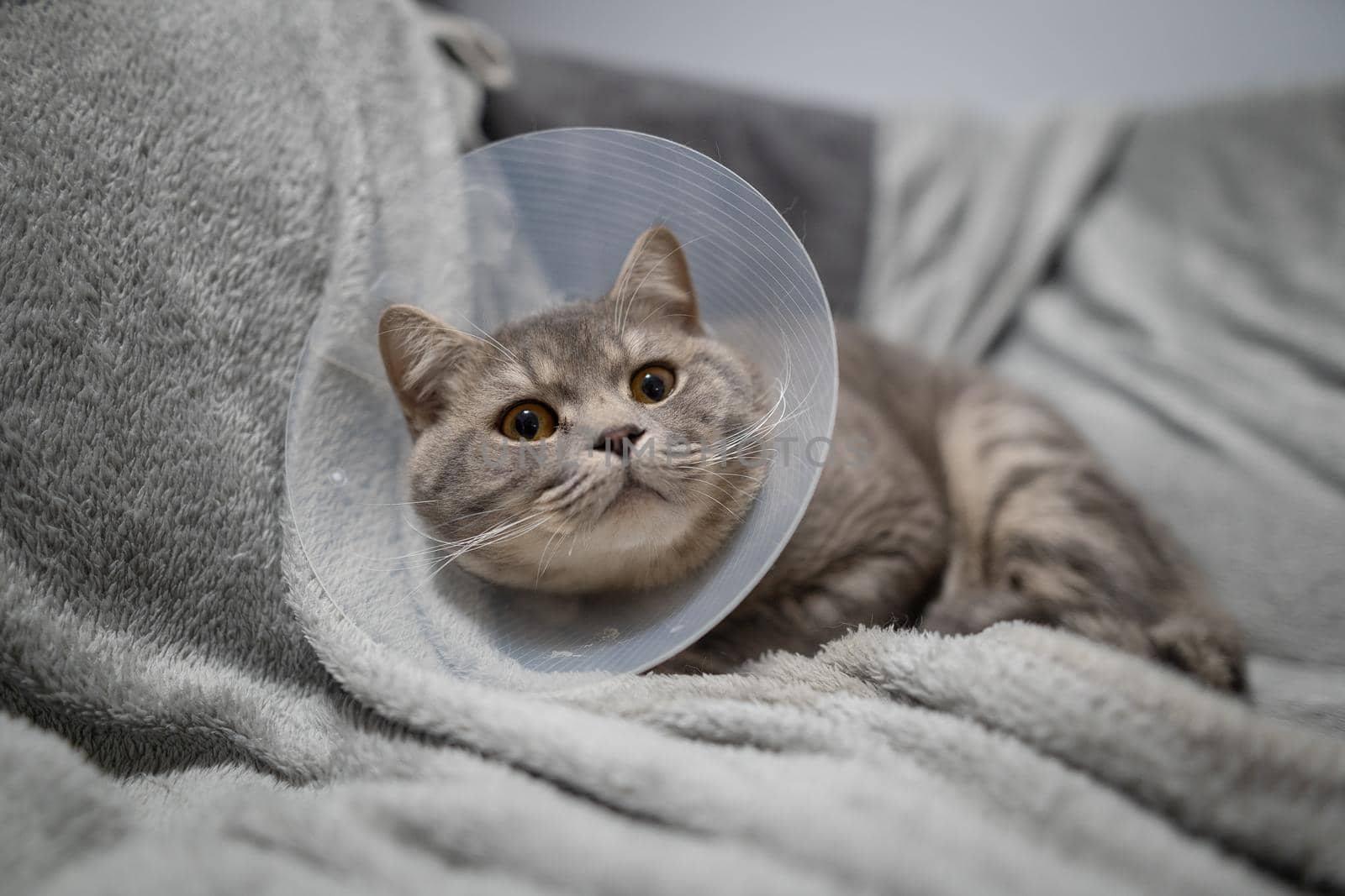 Gray Scottish straight-eared cat in a platsik veterinary collar after surgery lies sad at home on the couch. Exhausted British breed cat with vet Elizabethan collar to prevent licking wounds at home by Tomashevska