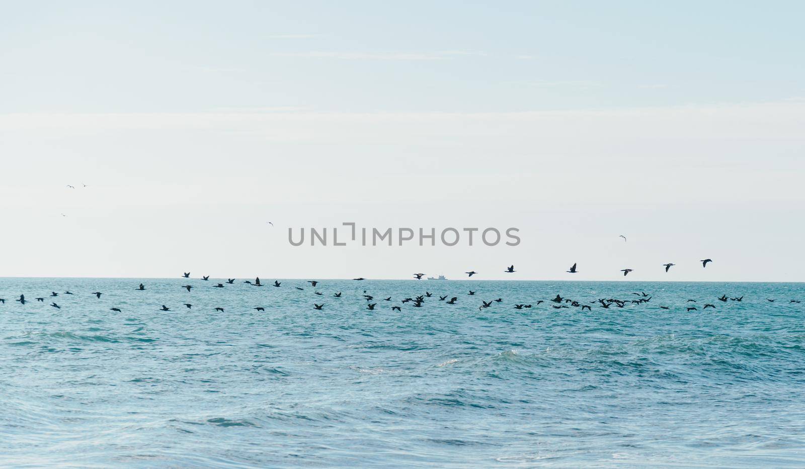 Long flock of birds flying over sea surface