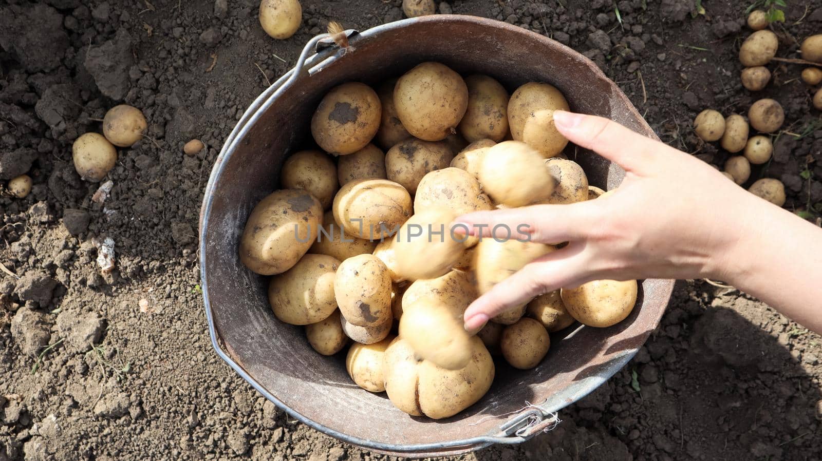 Bucket of new crop of potatoes in the garden top view. Young early potatoes are collected by female hands in buckets in the garden, village rural life