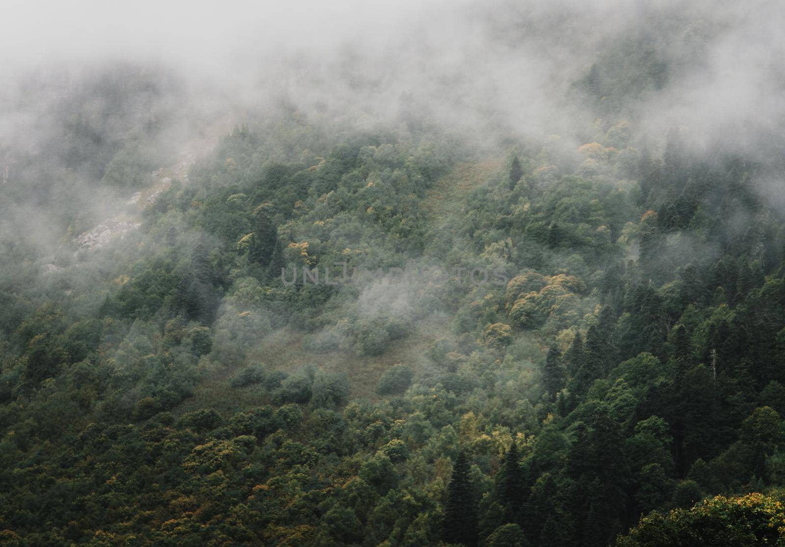 Nature summer landscape. Mist covers the forest.