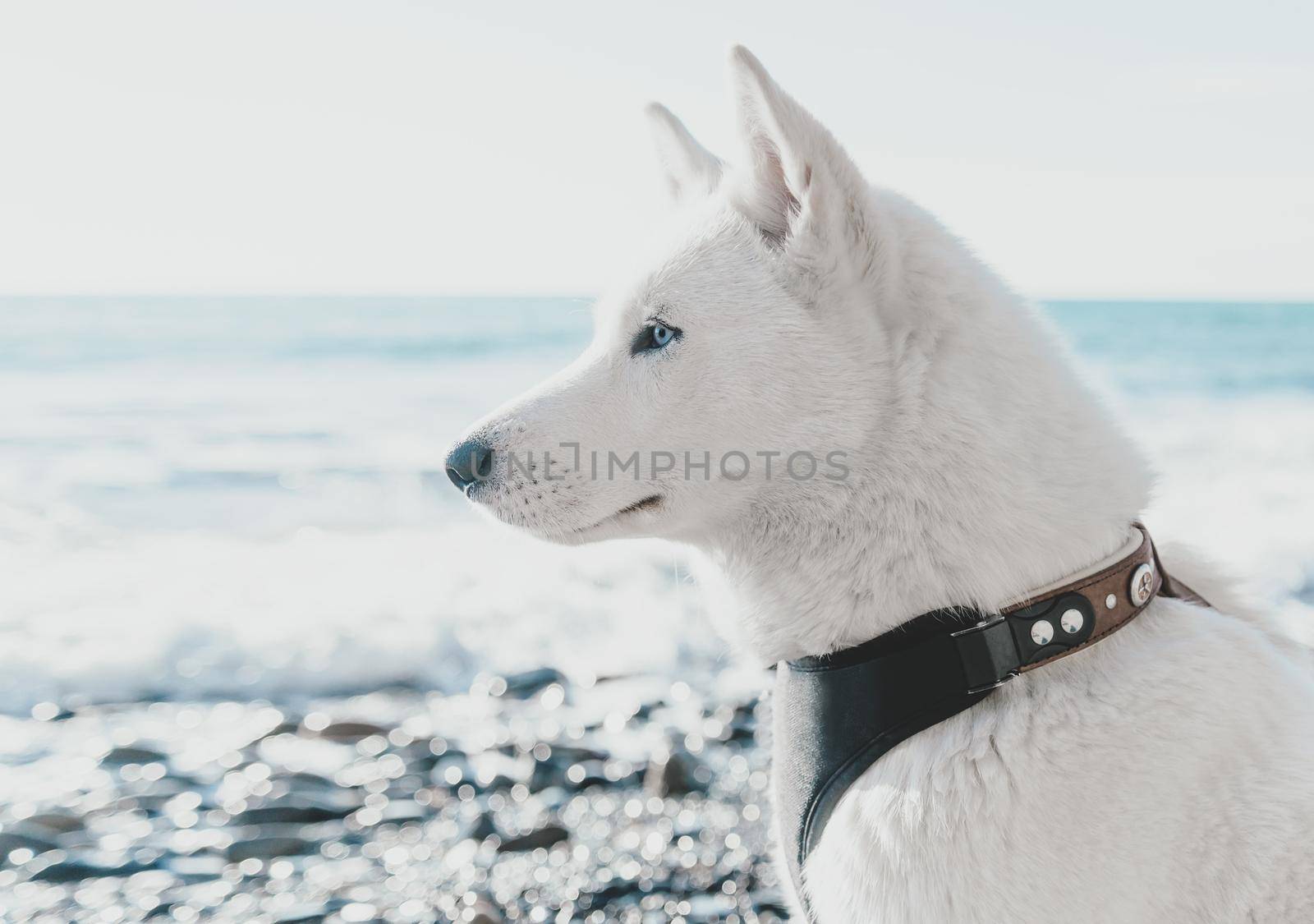 Portrait of husky dog on background of sea