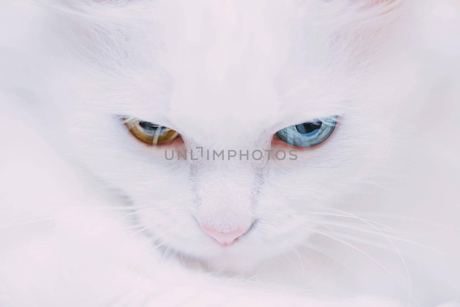 Portrait of turkish van cat. by alexAleksei