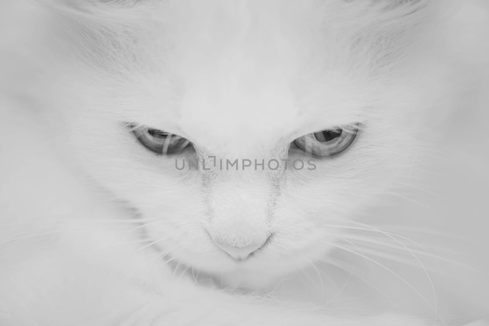 Monochrome portrait of fluffy white cat.