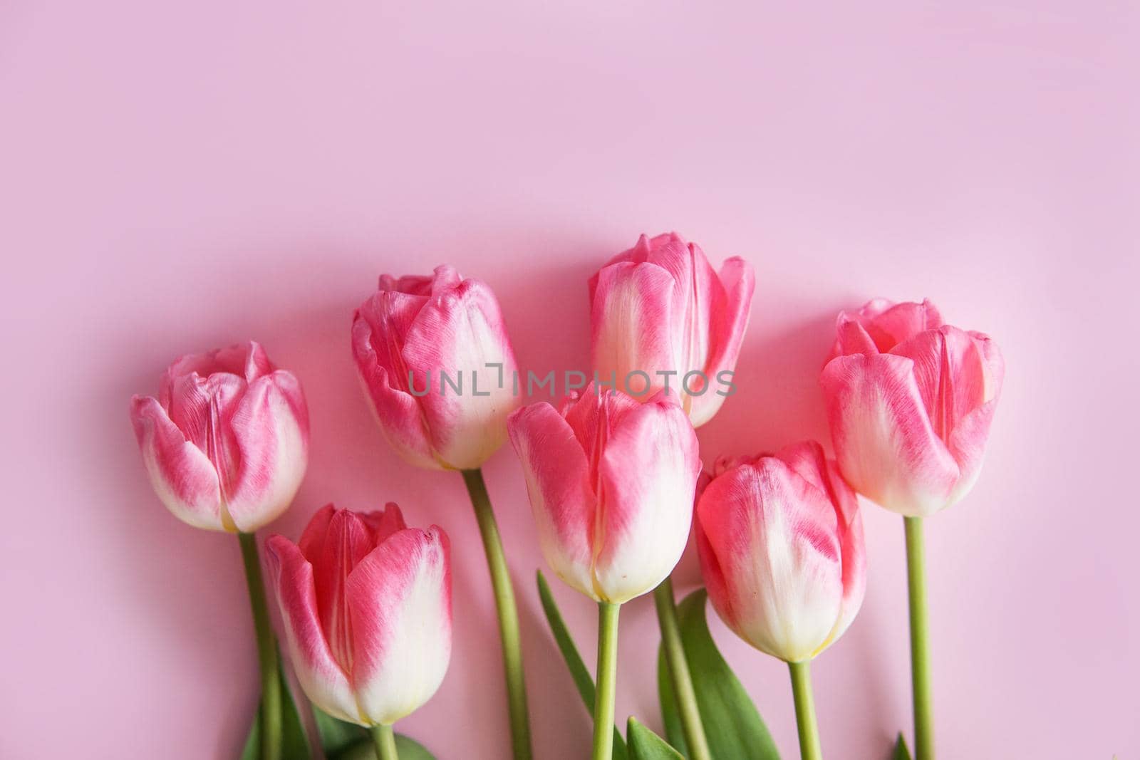 Pink Tulip flowers are arranged on a pink background. The view from the top, flat lay. Empty space for the text. Spring concept. Women's day. Mother's day.