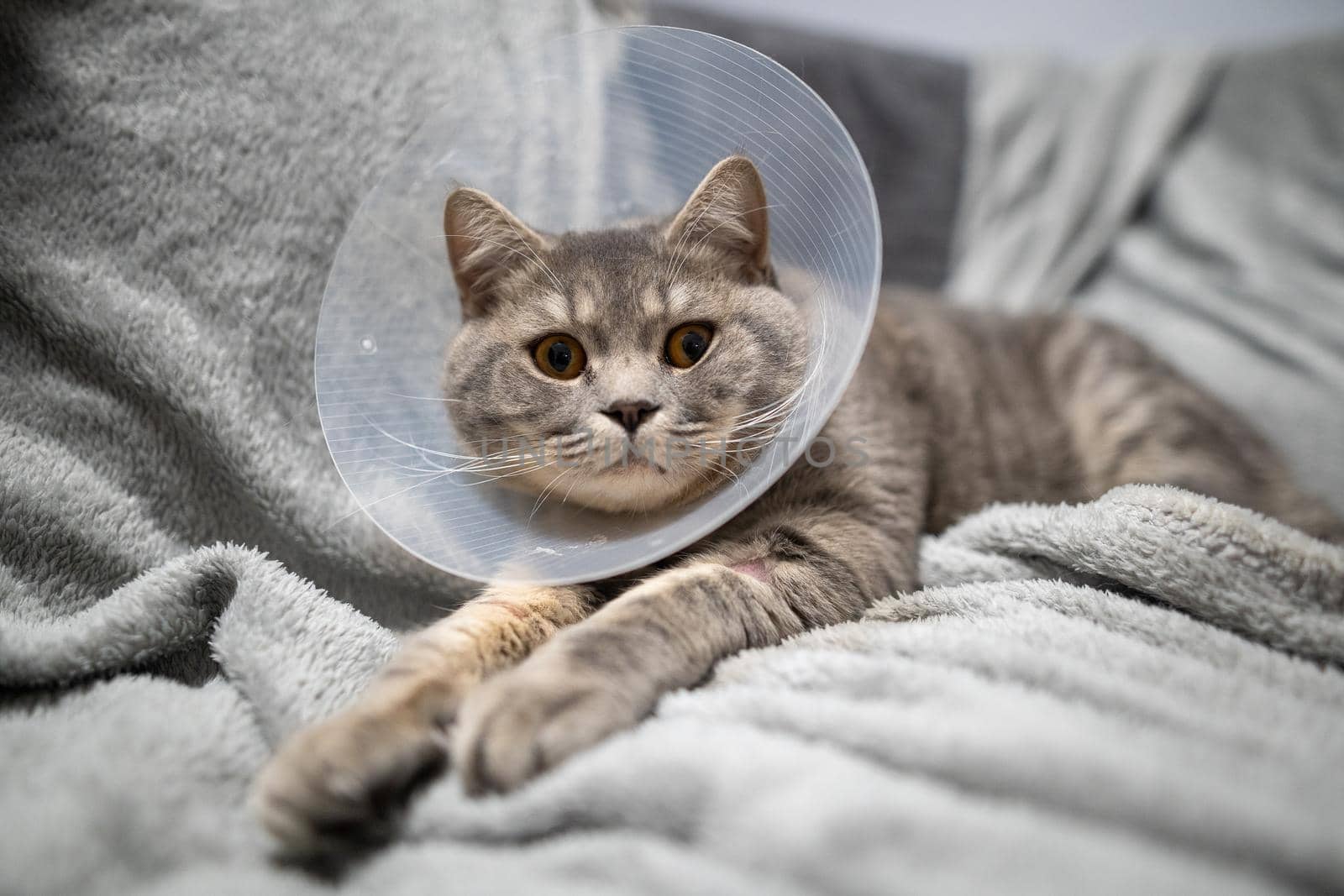 Domestic gray British Shorthair cat with orange eyes in a protective collar at home on the couch after surgery. The topic is medicine and the protection of pets. The cat is resting after castration by Tomashevska