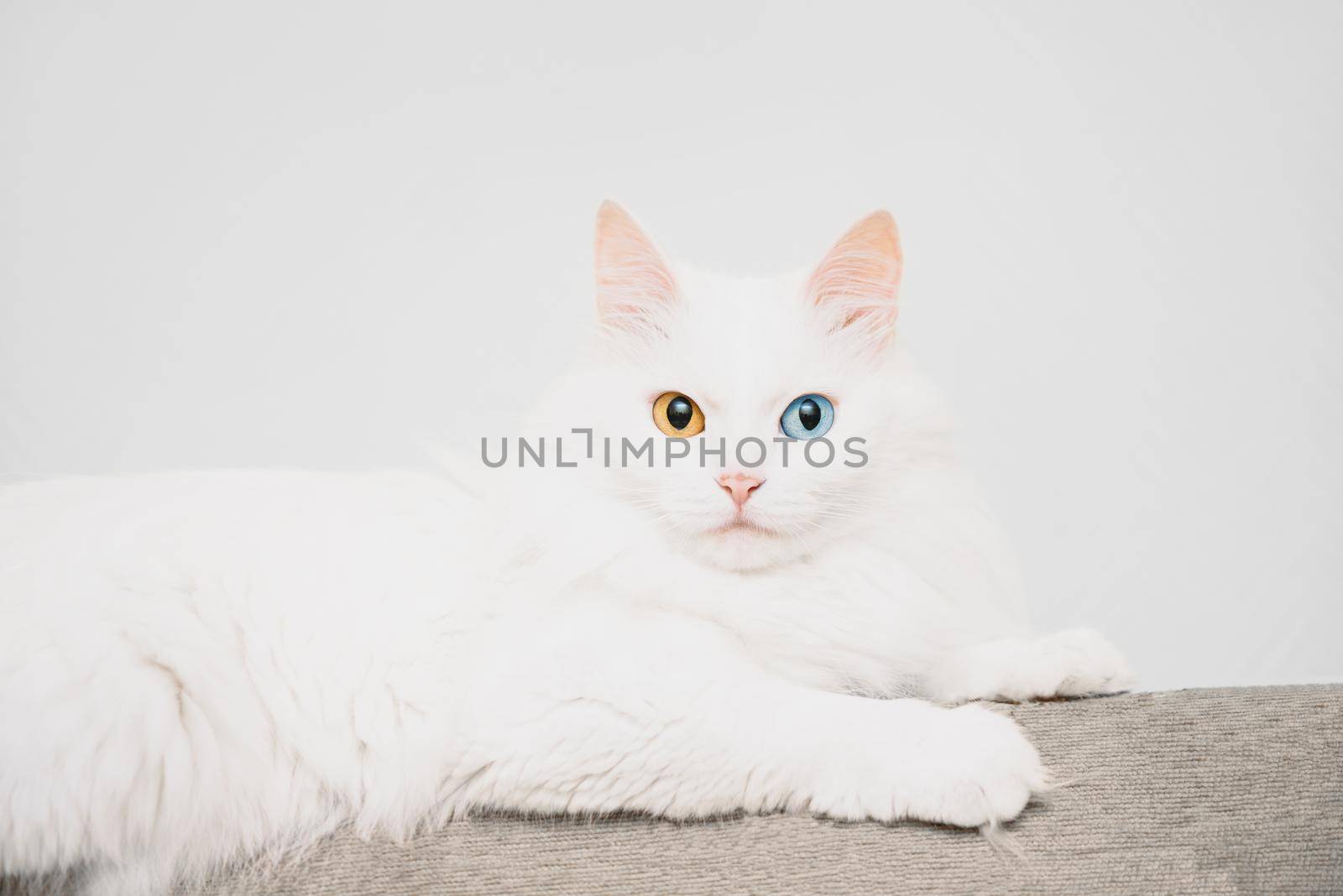 White turkish van cat with different colored eyes lying on sofa, staring at camera.