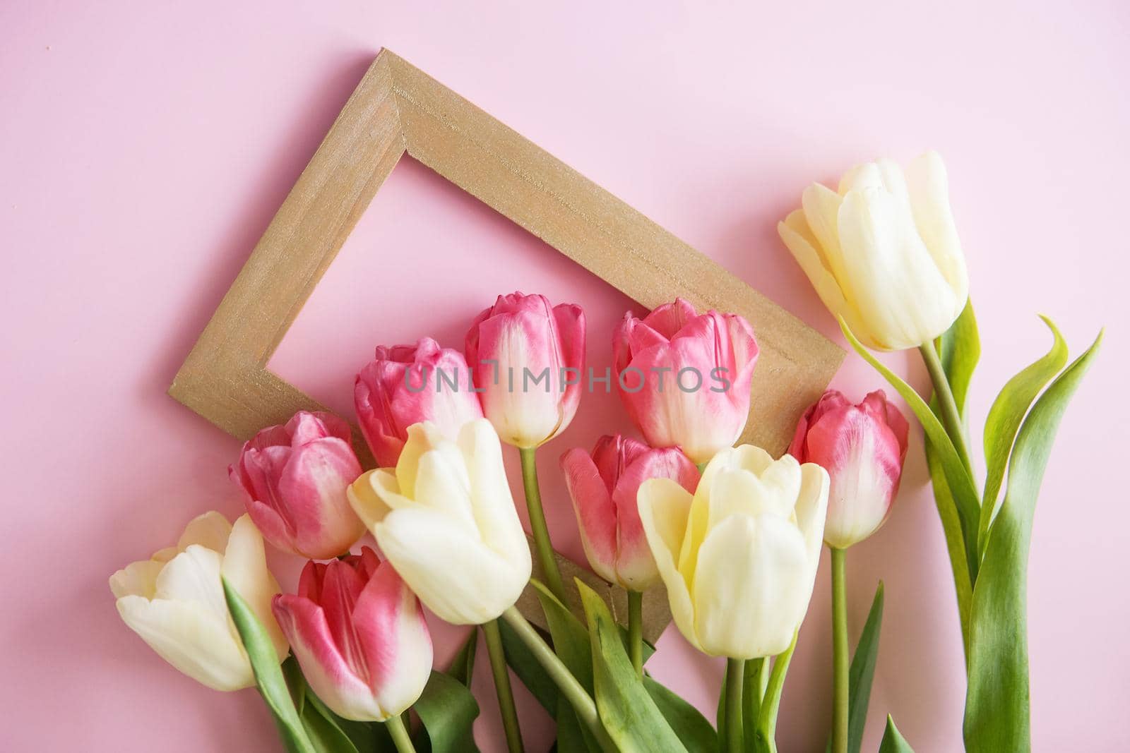 Pink and yellow Tulip flowers on a pink background. The view from the top. The concept of spring. Women's day. Mother's day.