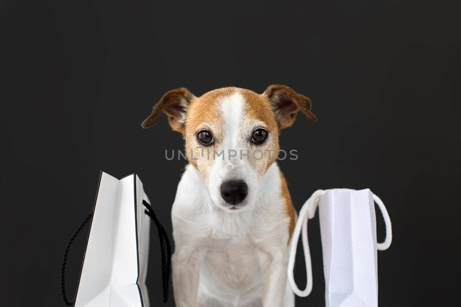 Dog with paper bags with purchases by Demkat