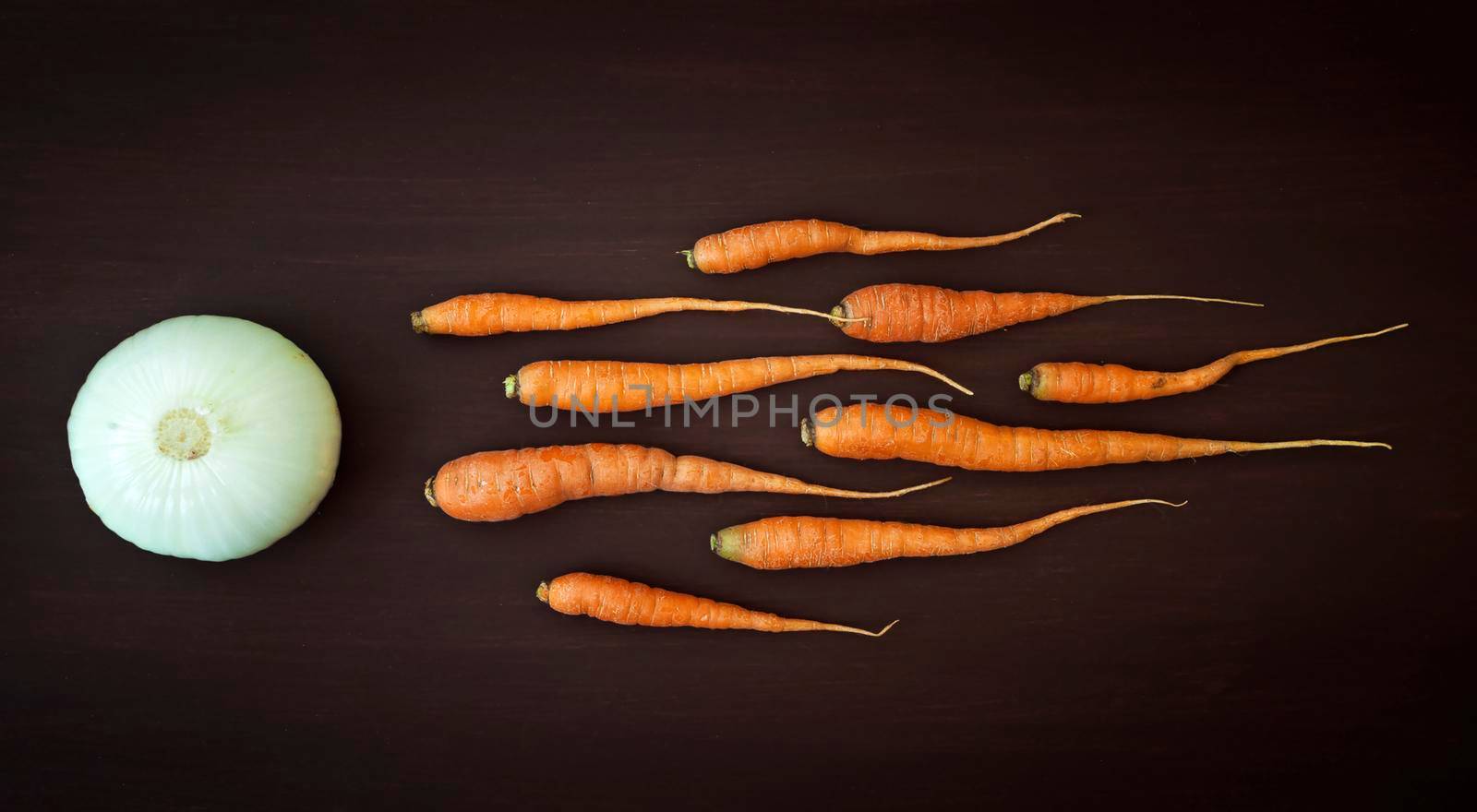 Carrots in sperm concept by isaiphoto