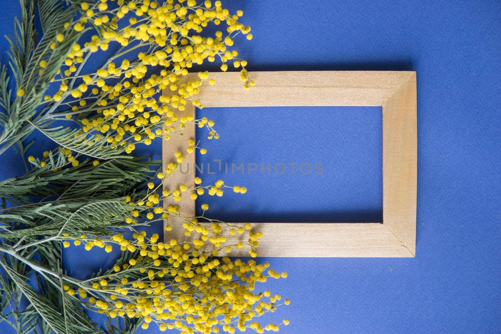 Spring concept, top view. Mimosa and gold frame on blue background. Mimosa close-up. Happy spring. Space for text.