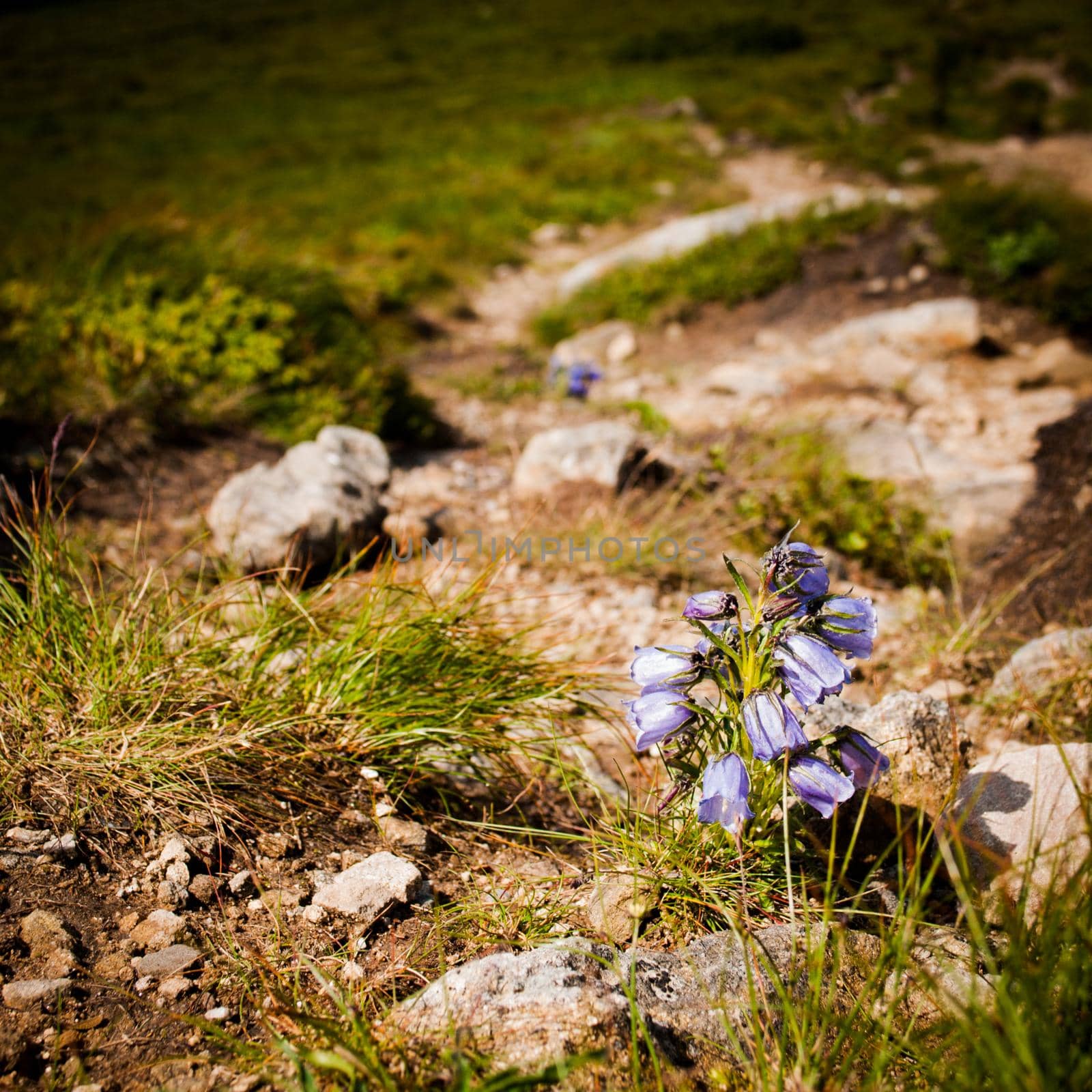 Lilac bells - lat. Campanula alpina - wildfllowers of Carpathian mountains