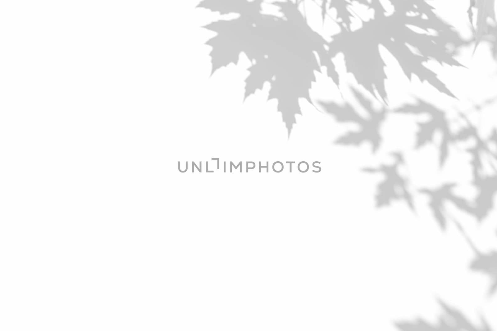 Shadow overlay effects for branding. Mockups. Scenes of natural lighting. Light Gray shadows of maple tree branches on a white wall. Banner with copy space