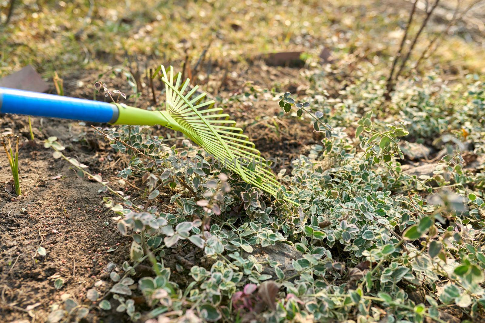 Spring cleaning of the garden with a rake from fallen leaves, dry grass. Spring seasonal gardening, springtime