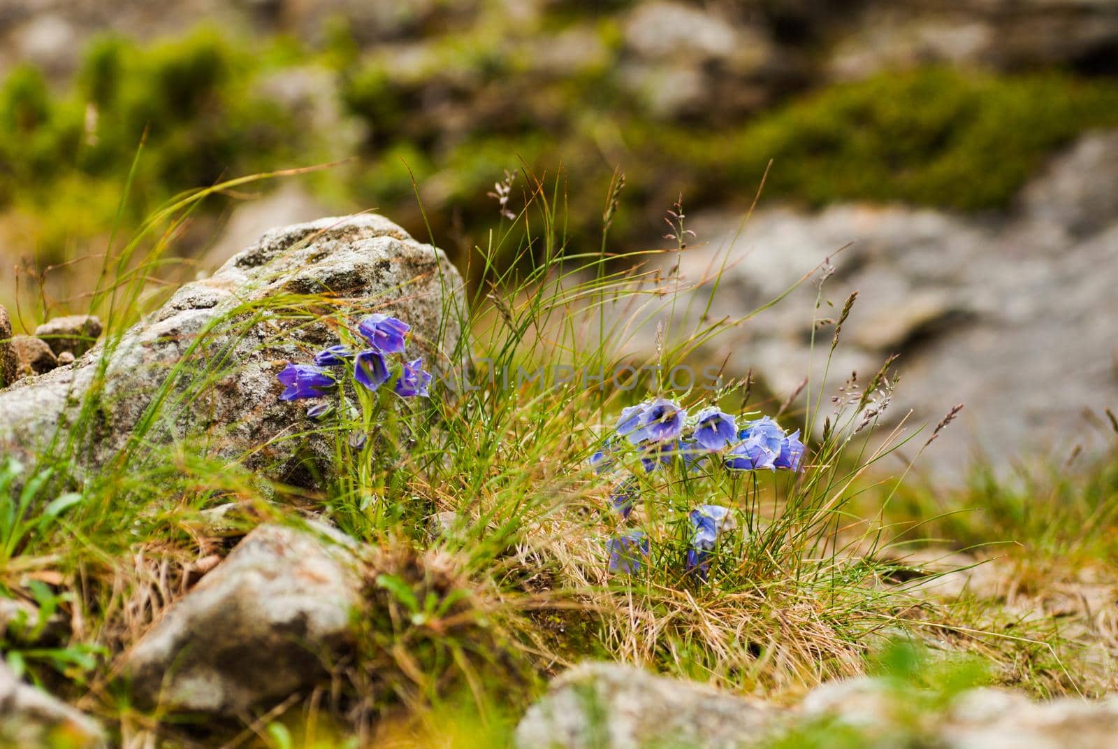 Lilac bells - lat. Campanula alpina - wildfllowers of Carpathian mountains