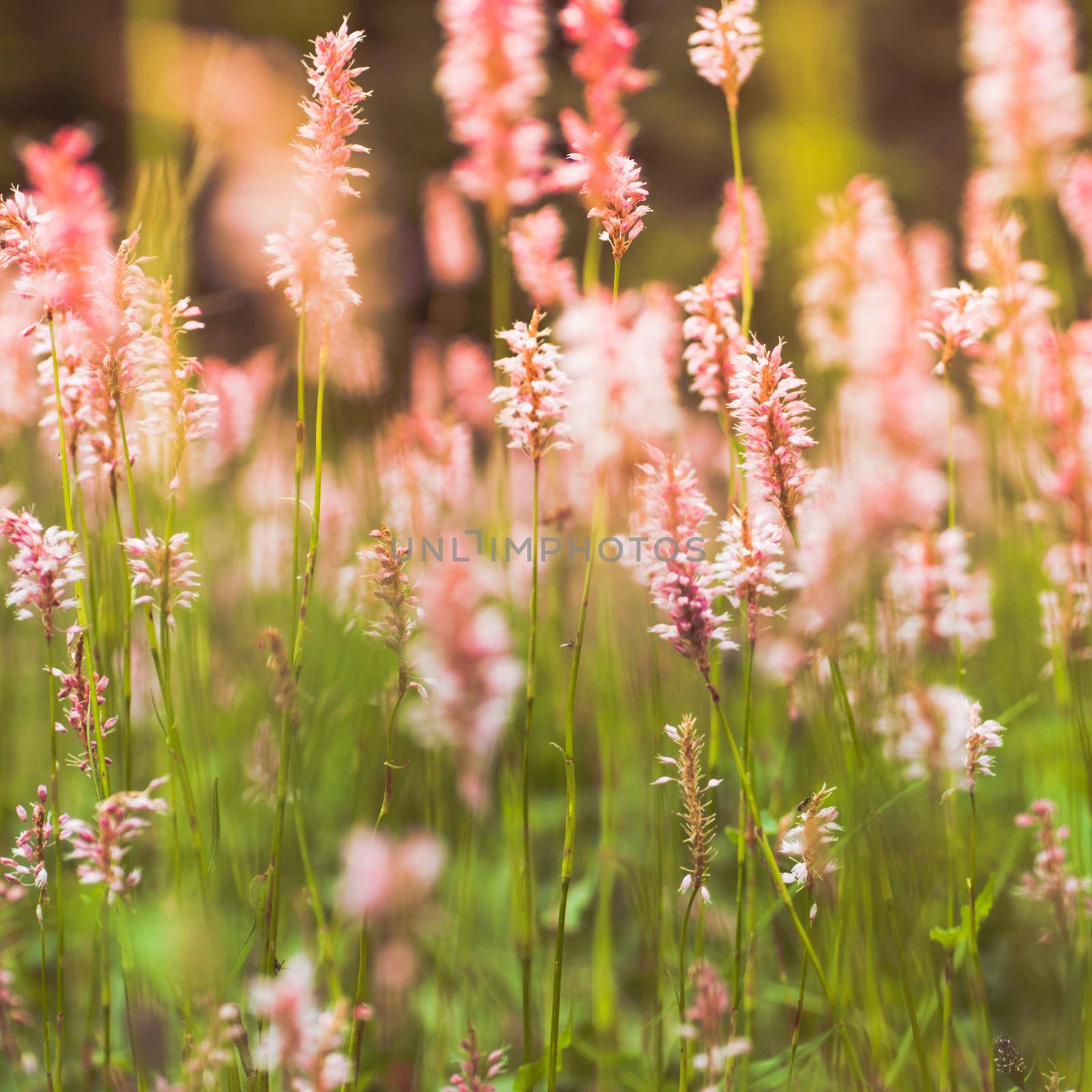 Pink wilflowers in the mountains, nature background