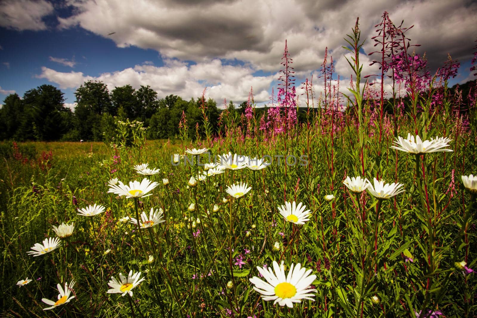 Wild flowers near the lake and sky landscape
