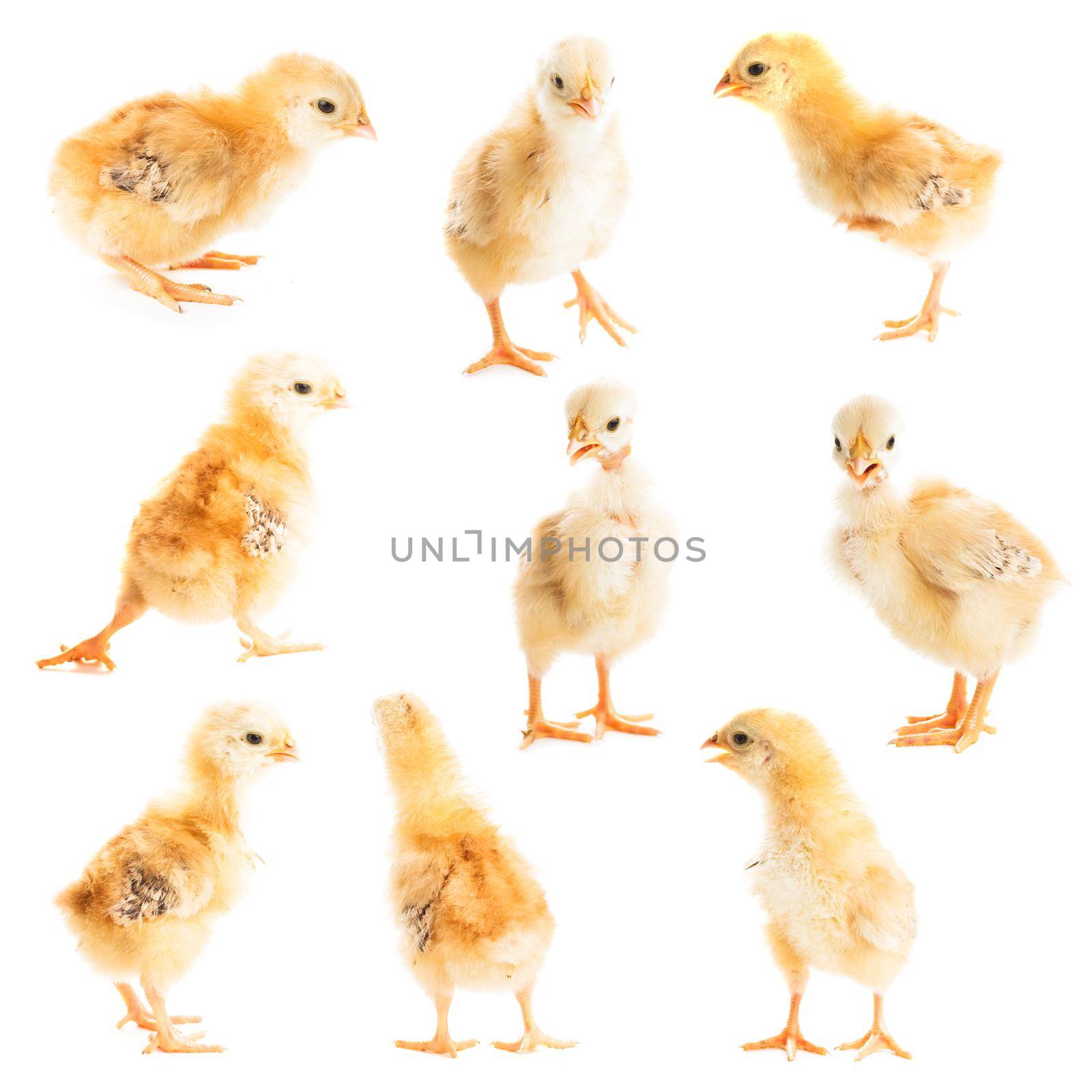 Cute yellow chick isolated, collage of nine