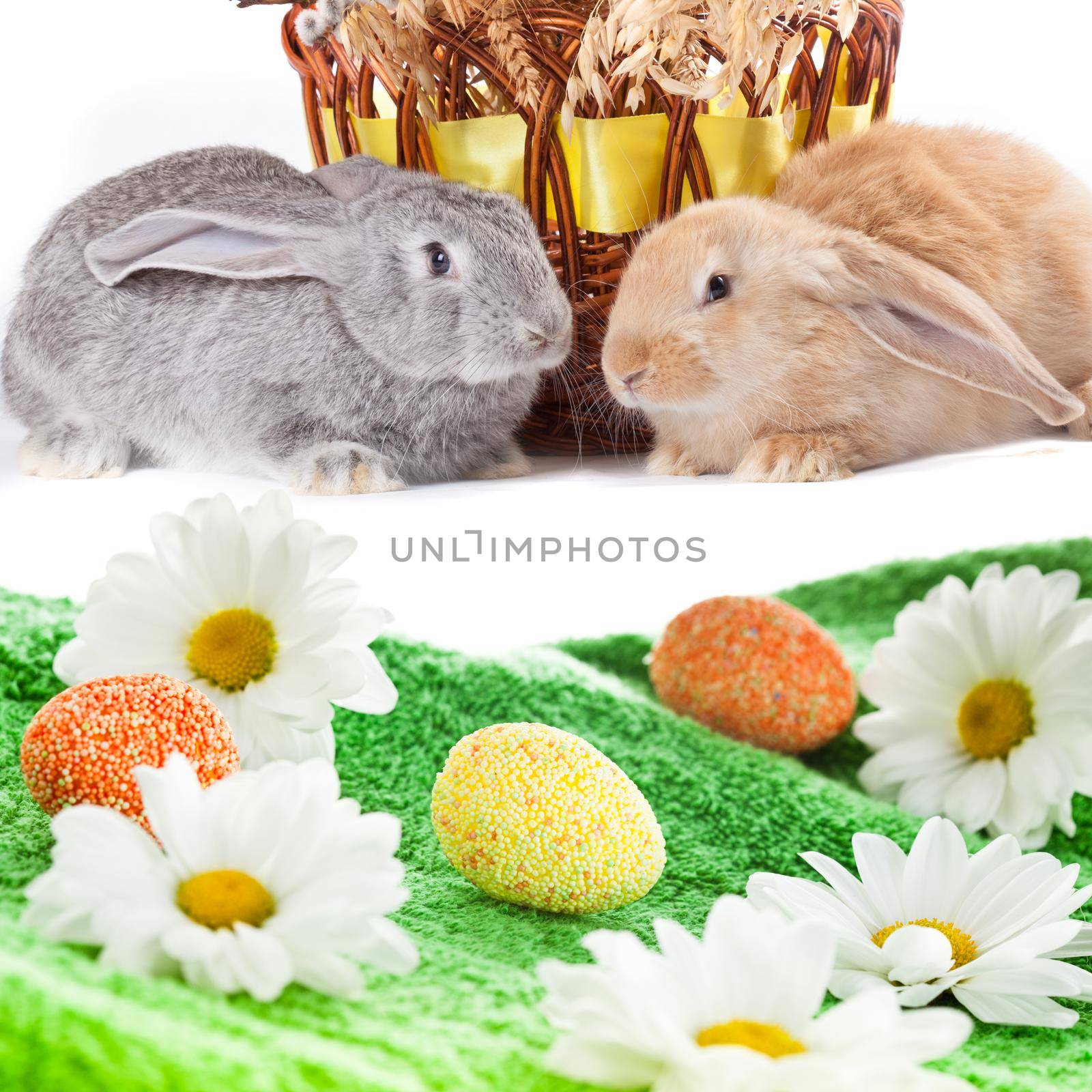 Easter eggs on meadow with daisies and bunnies