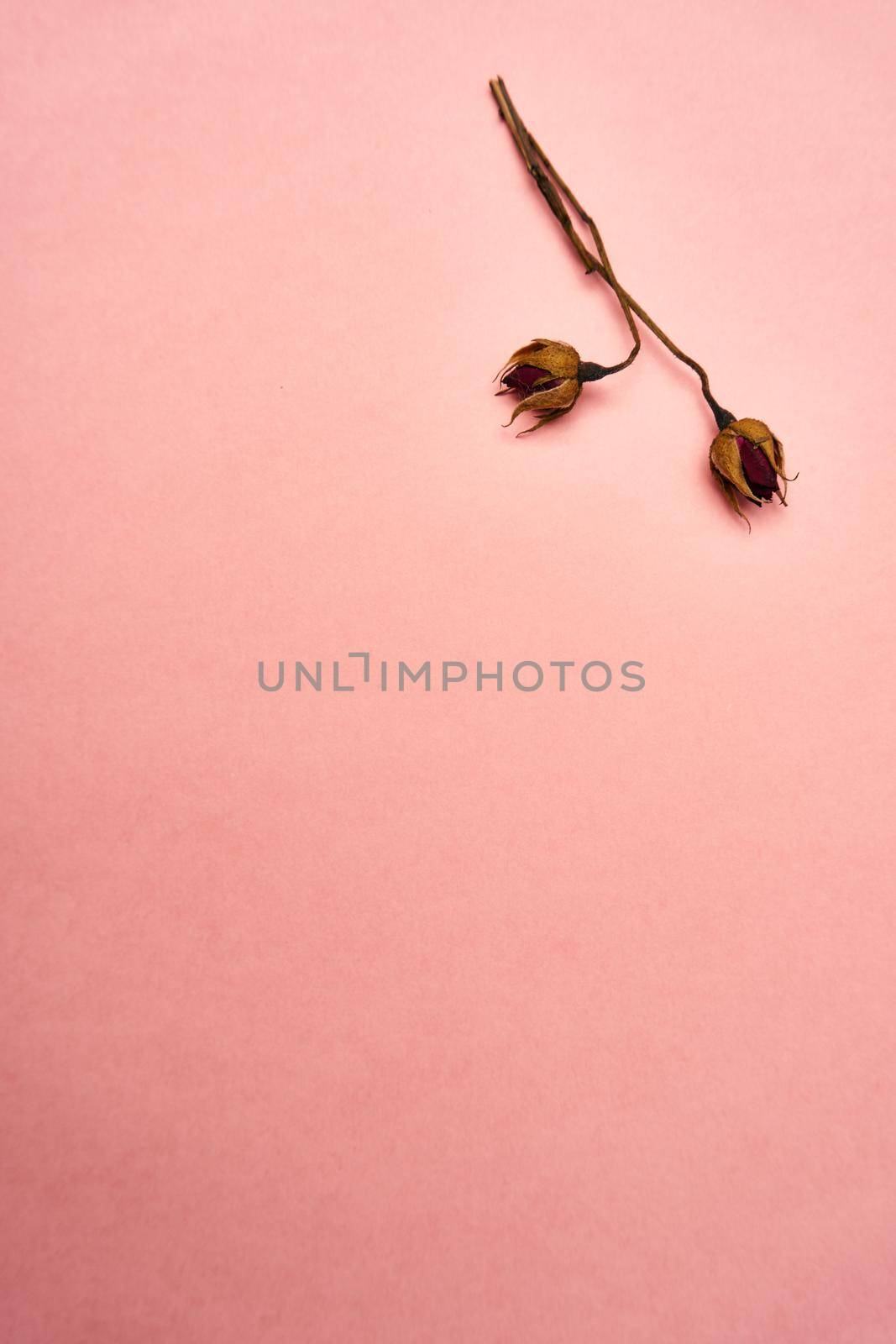 flowers decoration cinnamon pink background top view by Vichizh