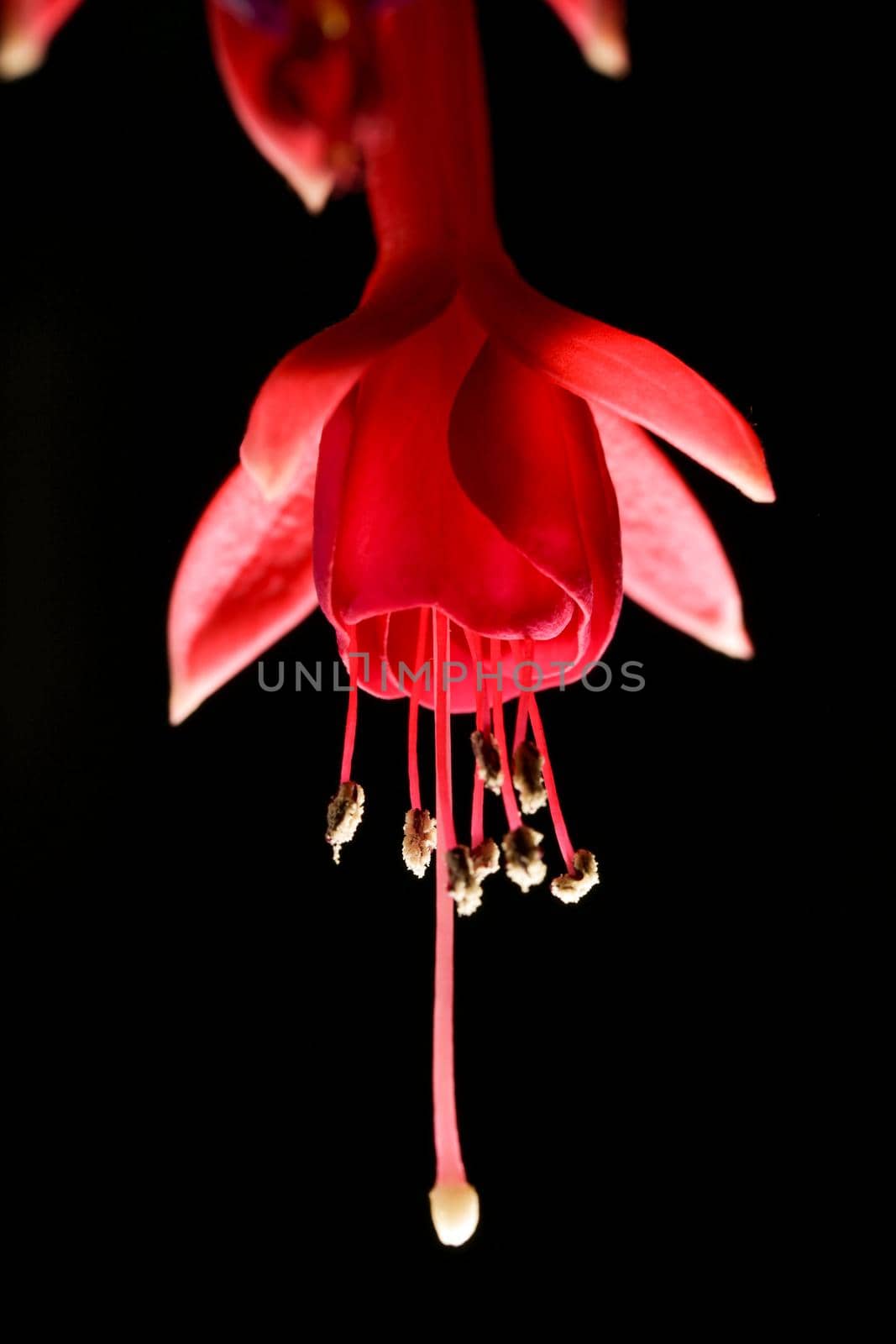 A close up view of fuchsia flowers.