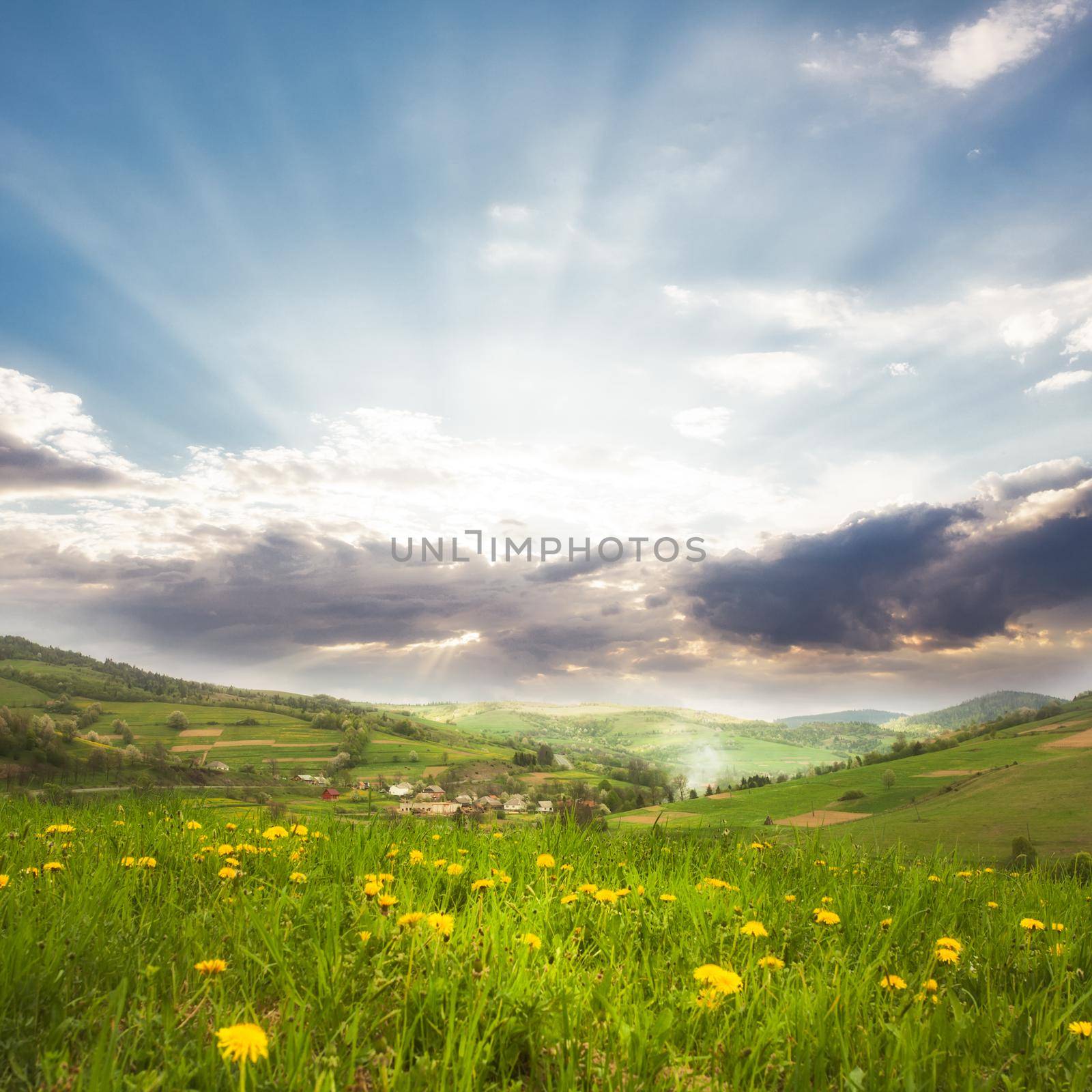 Spring meadows close up, green grass and dandelions