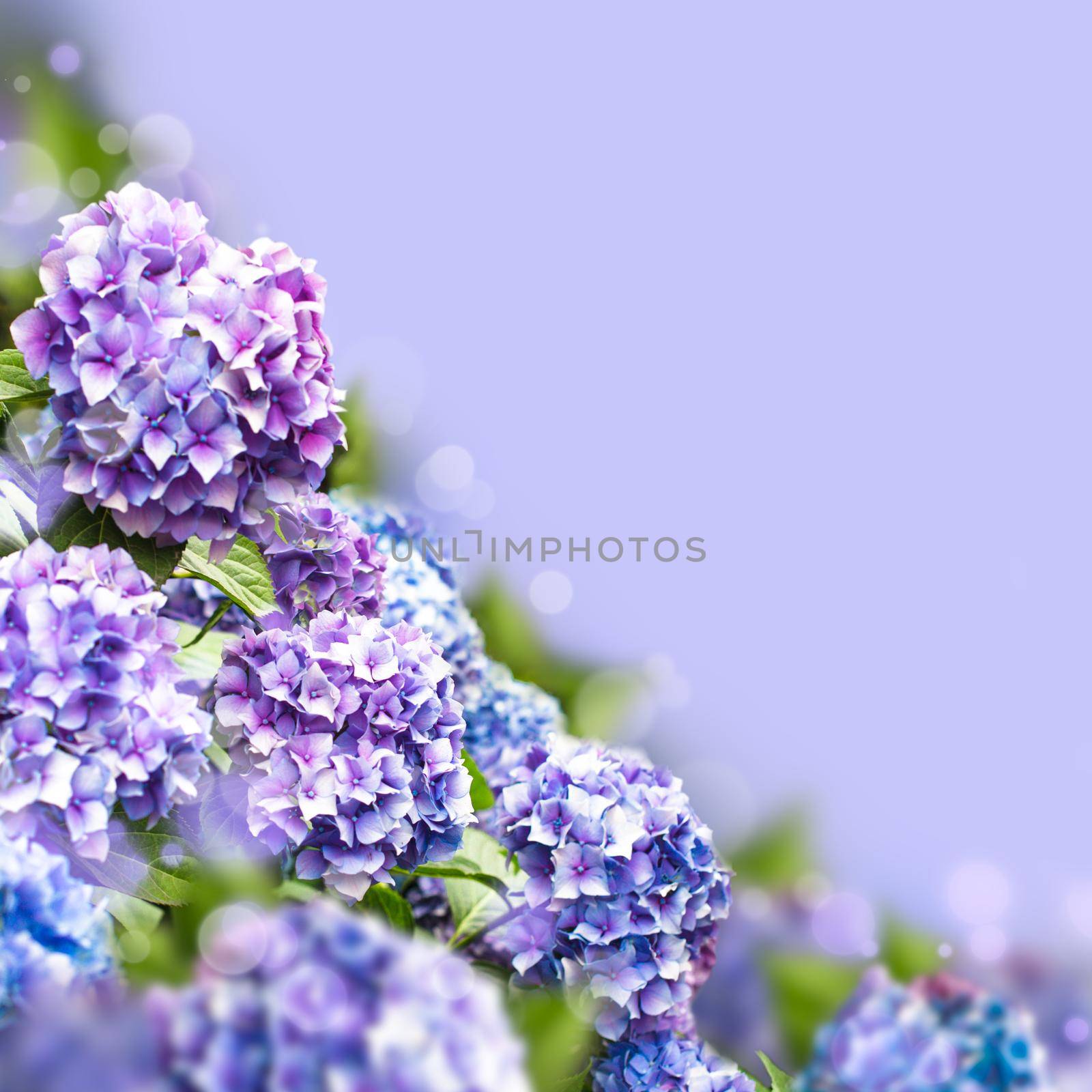 Hydrangea flowers with green leaves over purple background