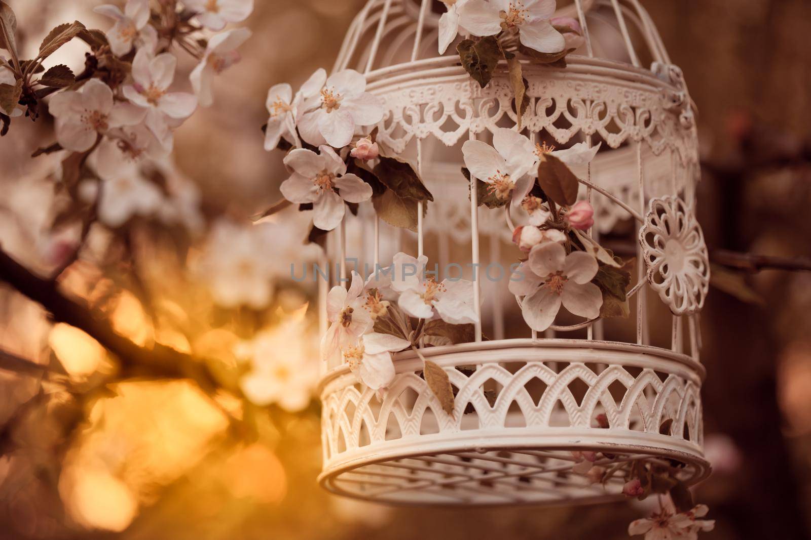 Bird cage on the apple blossom tree in evening glow