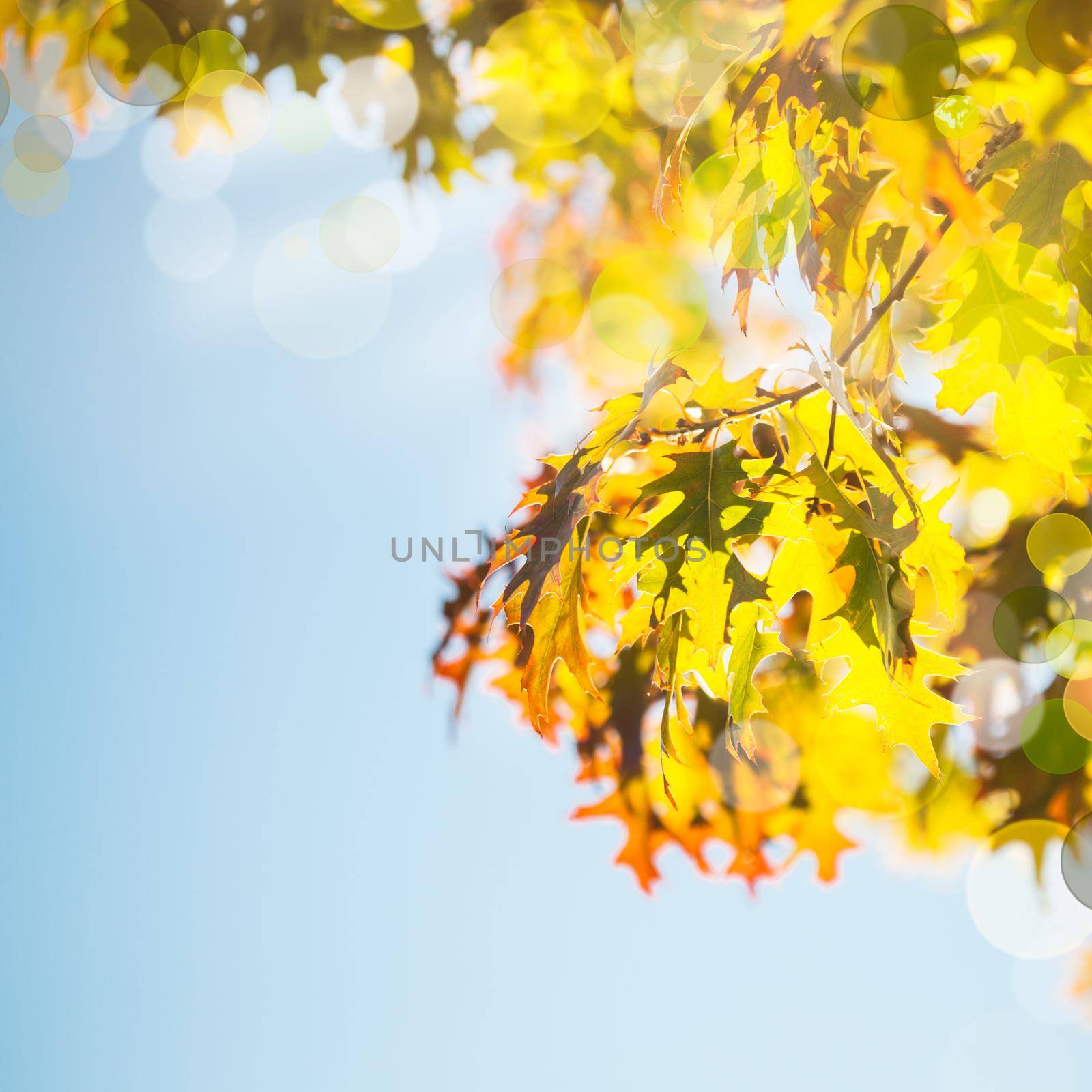 Maple leaves over the blue sky by oksix